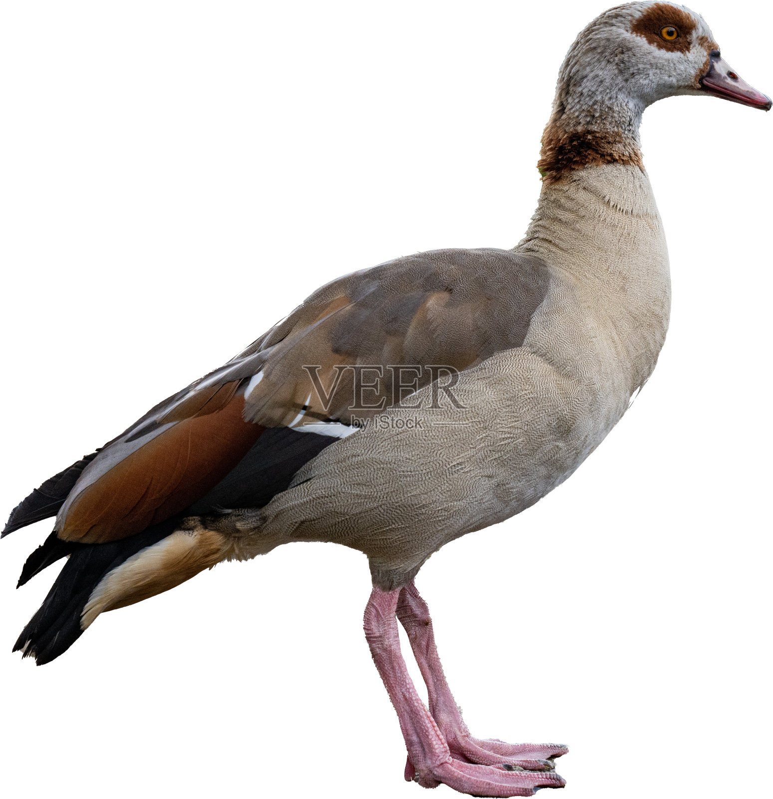 埃及的鹅照片摄影图片