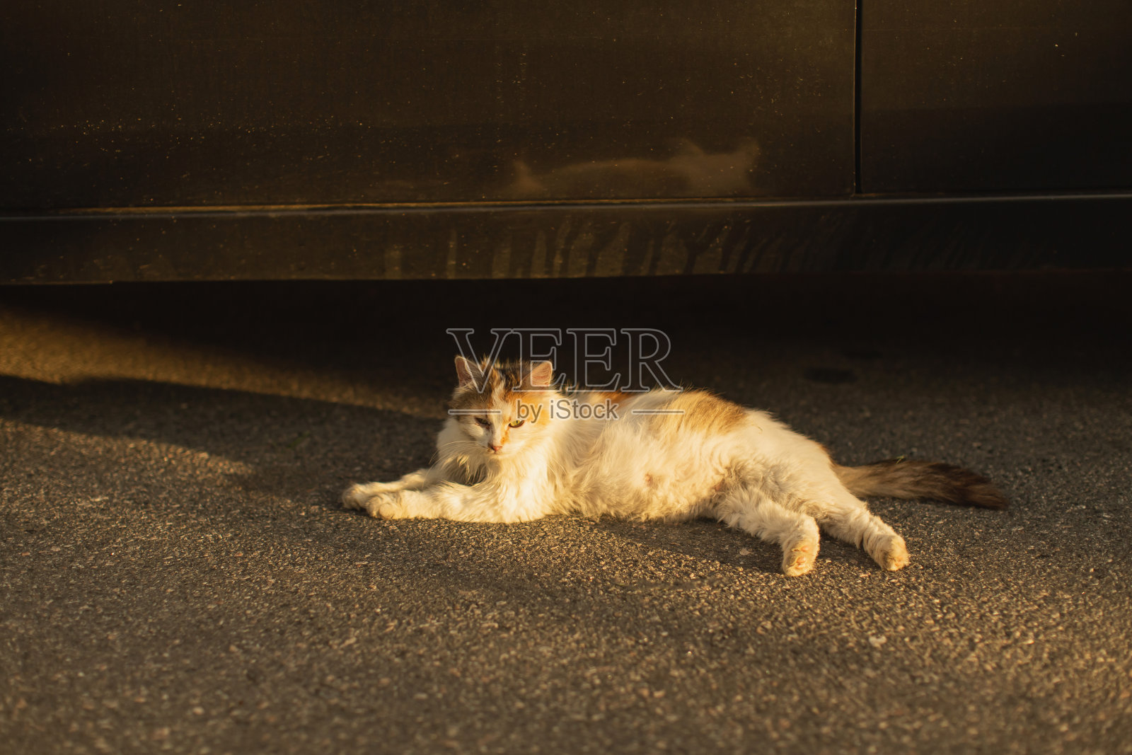 一只流浪猫躺在汽车下面照片摄影图片