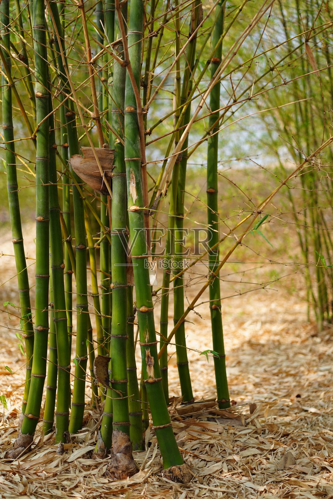 竹树照片摄影图片