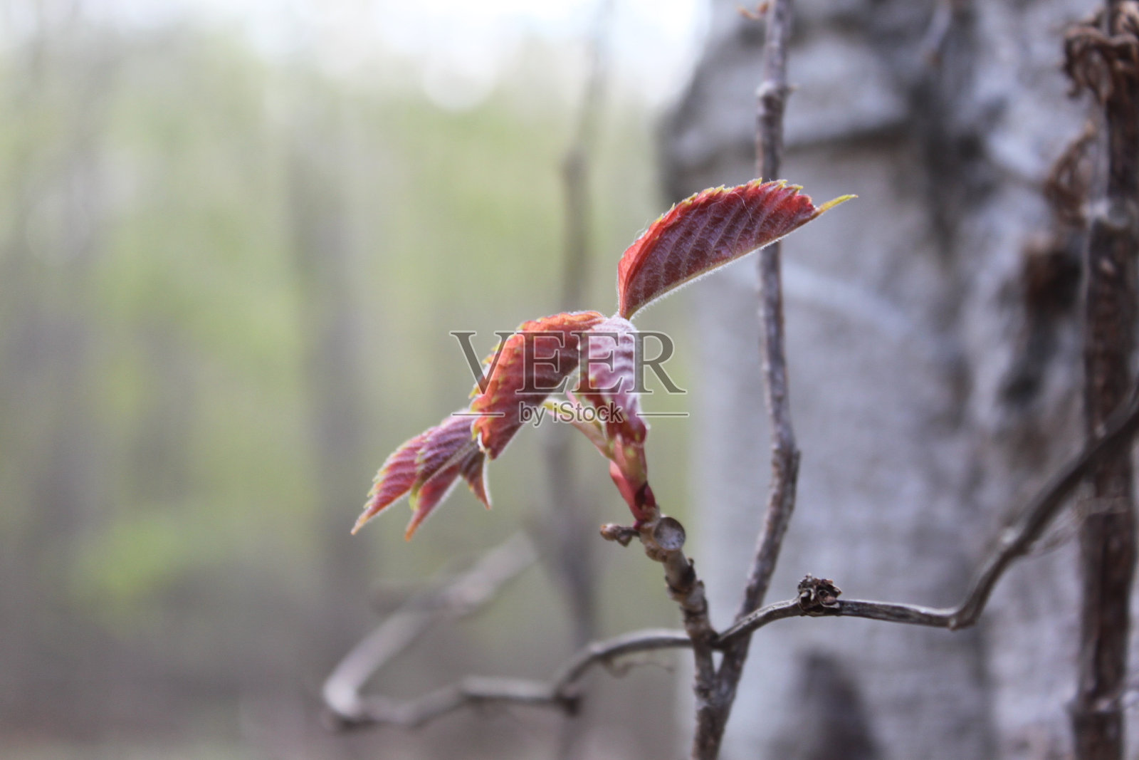 开花的树照片摄影图片
