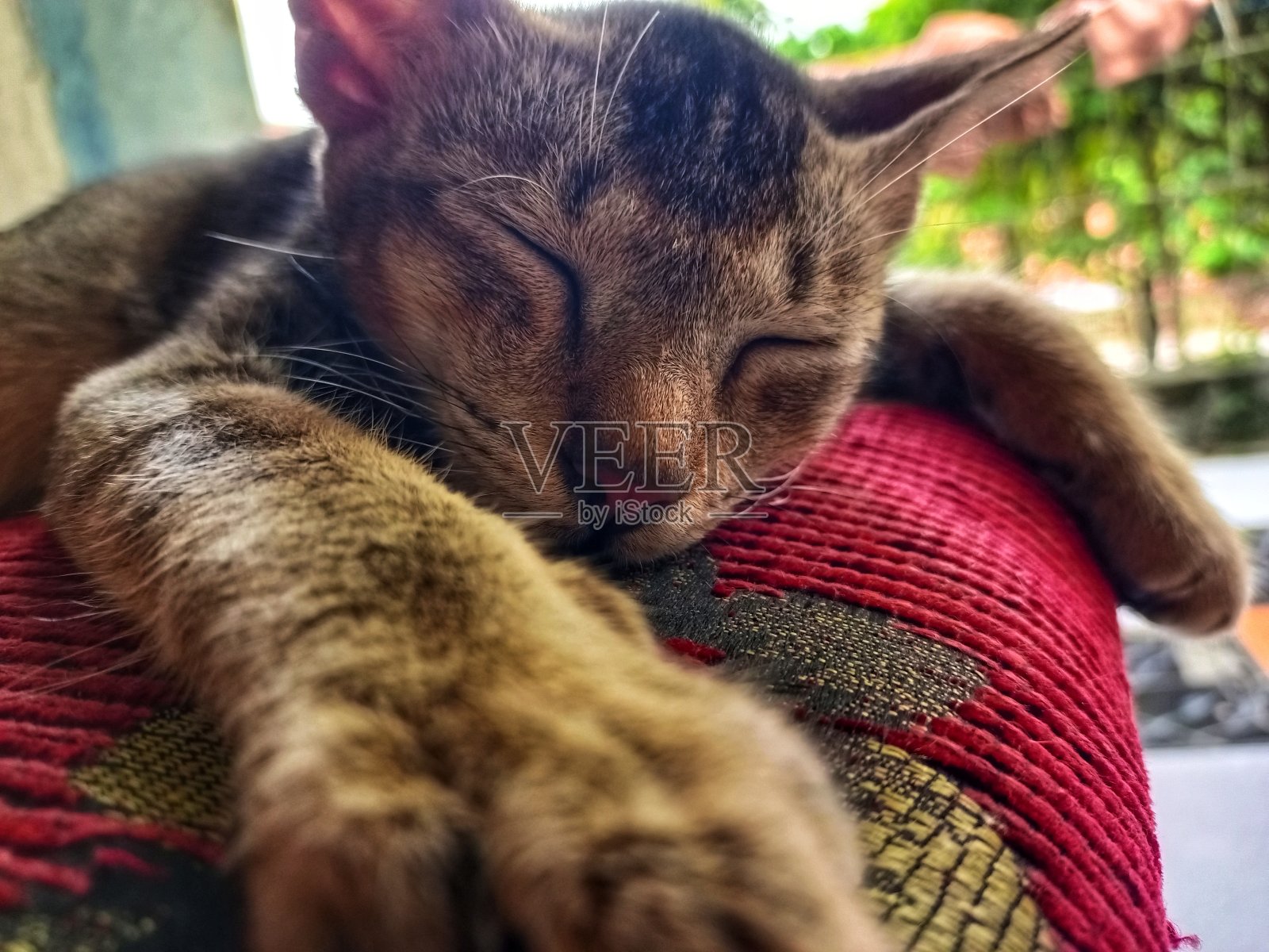 可爱的猫白天睡在椅子上照片摄影图片