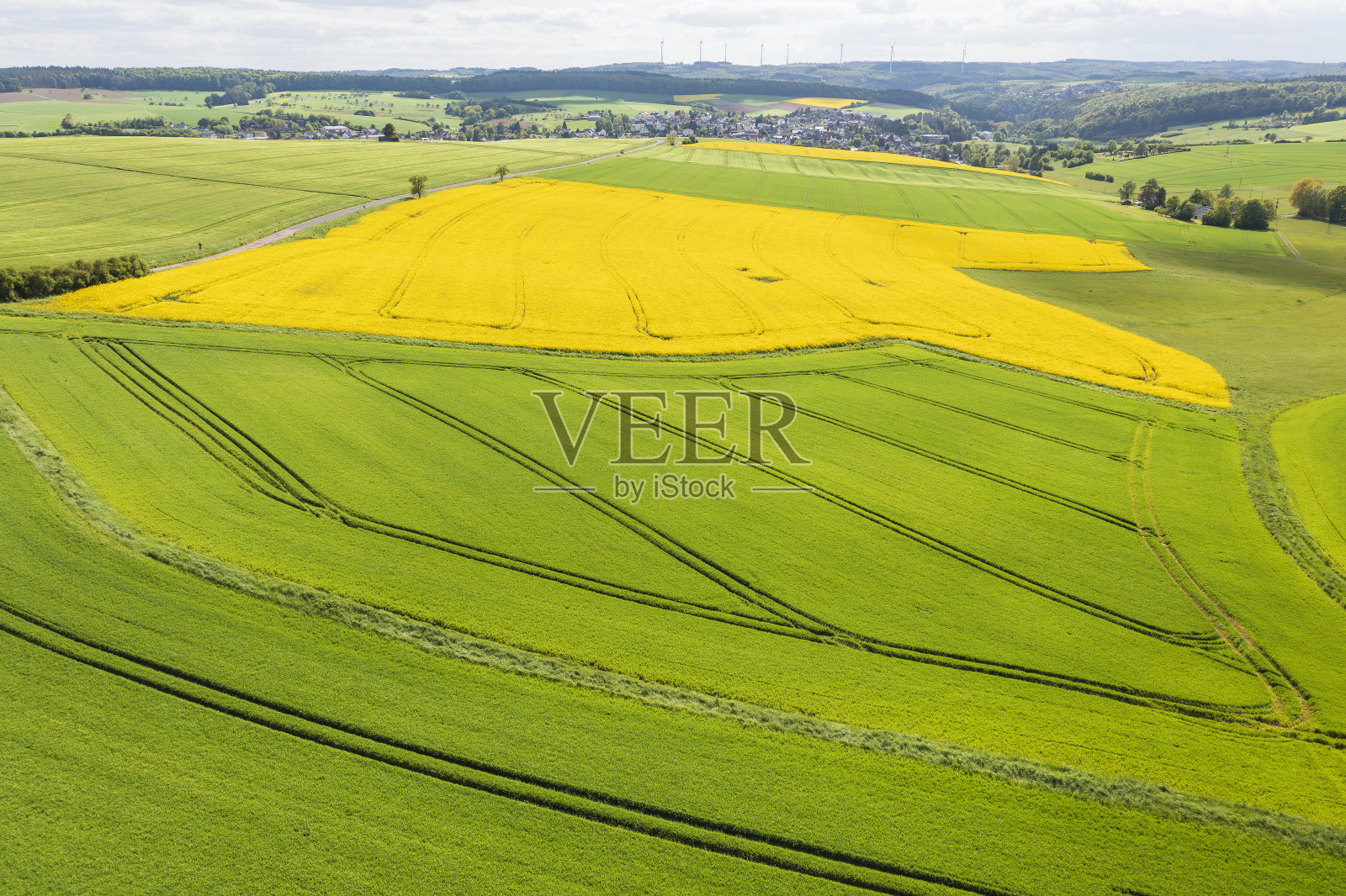 陶纳斯/德国盛开的油菜籽田照片摄影图片