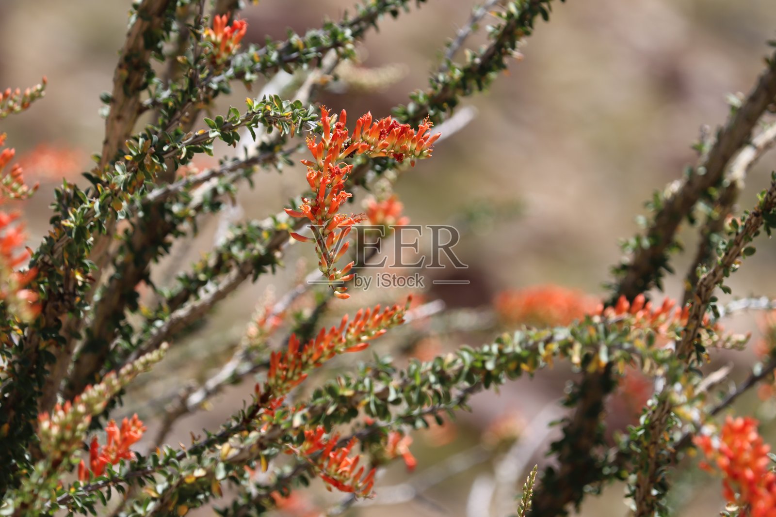 福基里亚灿烂绽放-博雷戈山谷沙漠- 042723照片摄影图片