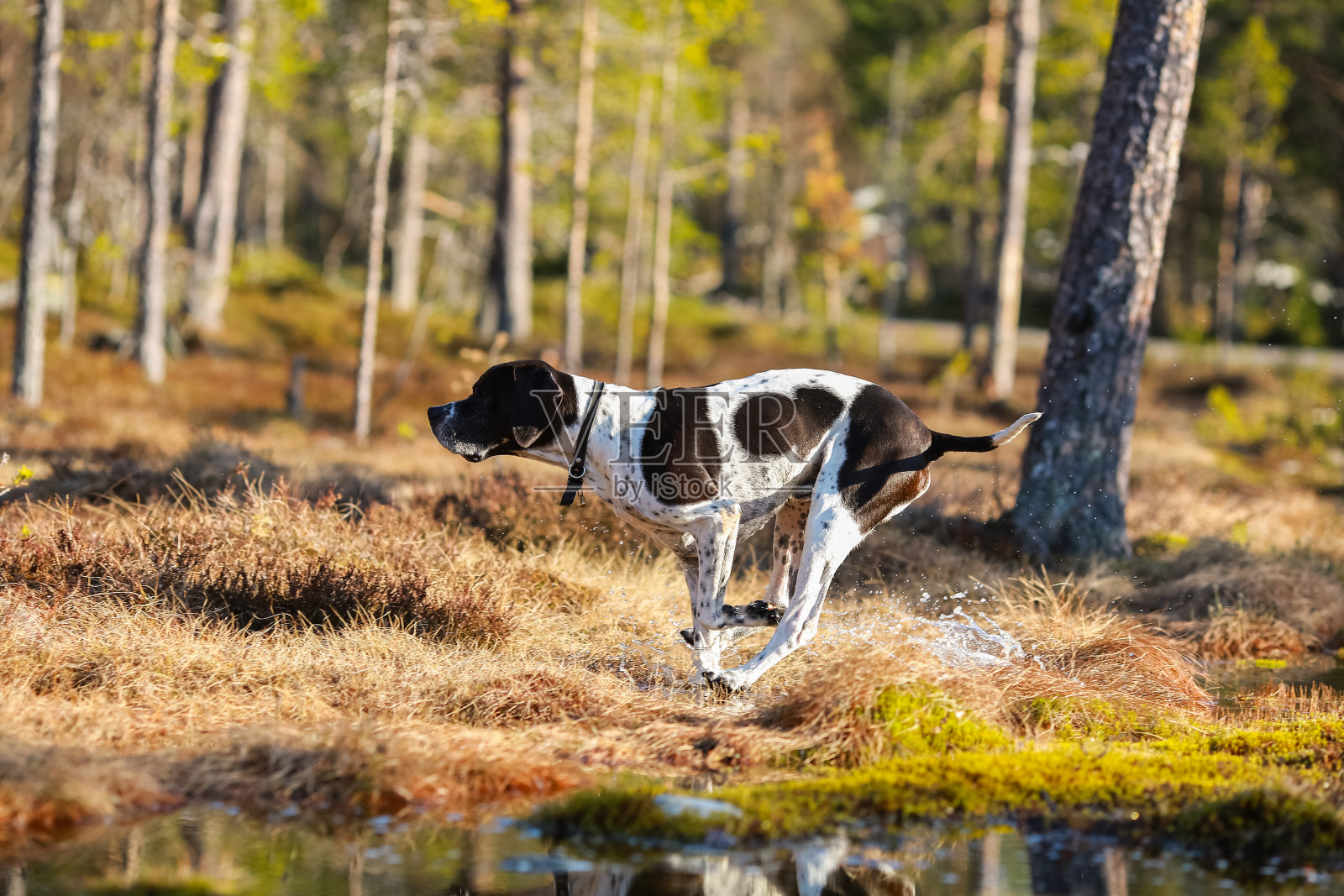 狗狗英语指示棒照片摄影图片