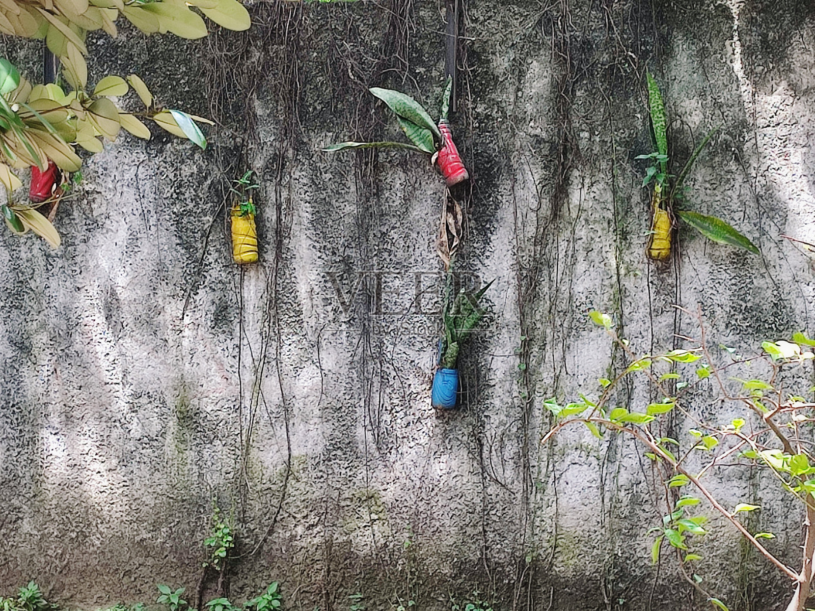 墙上挂着美丽多彩的植物照片摄影图片