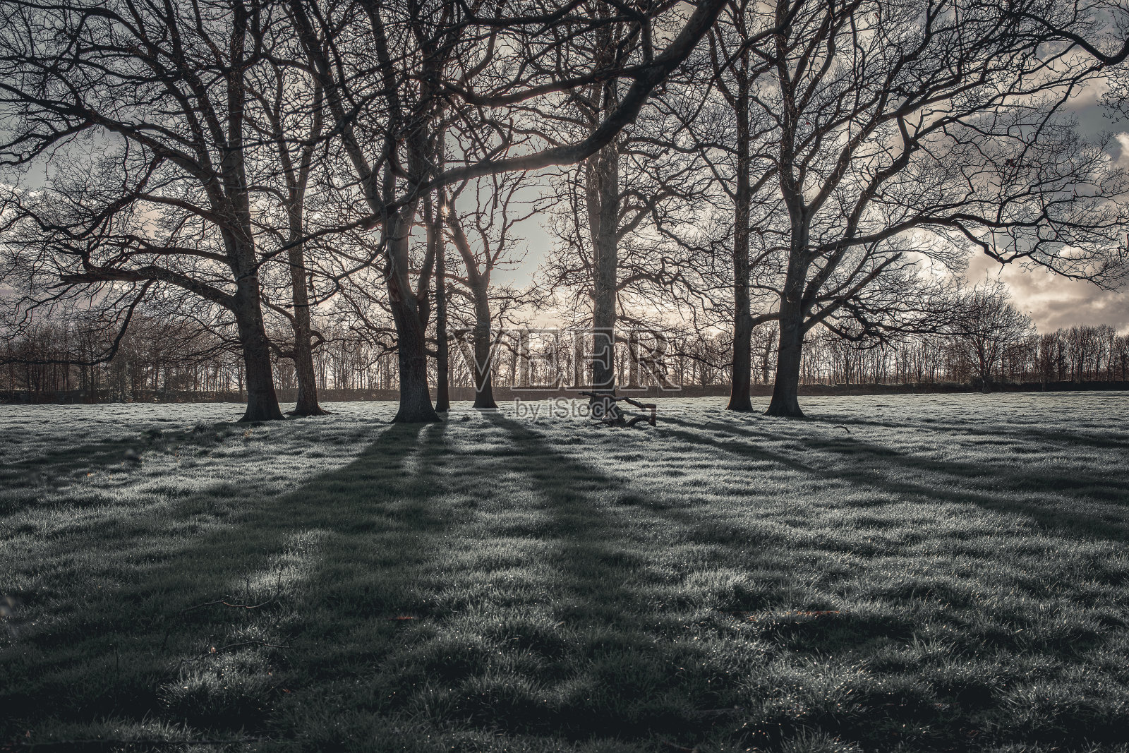 尼德霍尔Lane Woodlands照片摄影图片