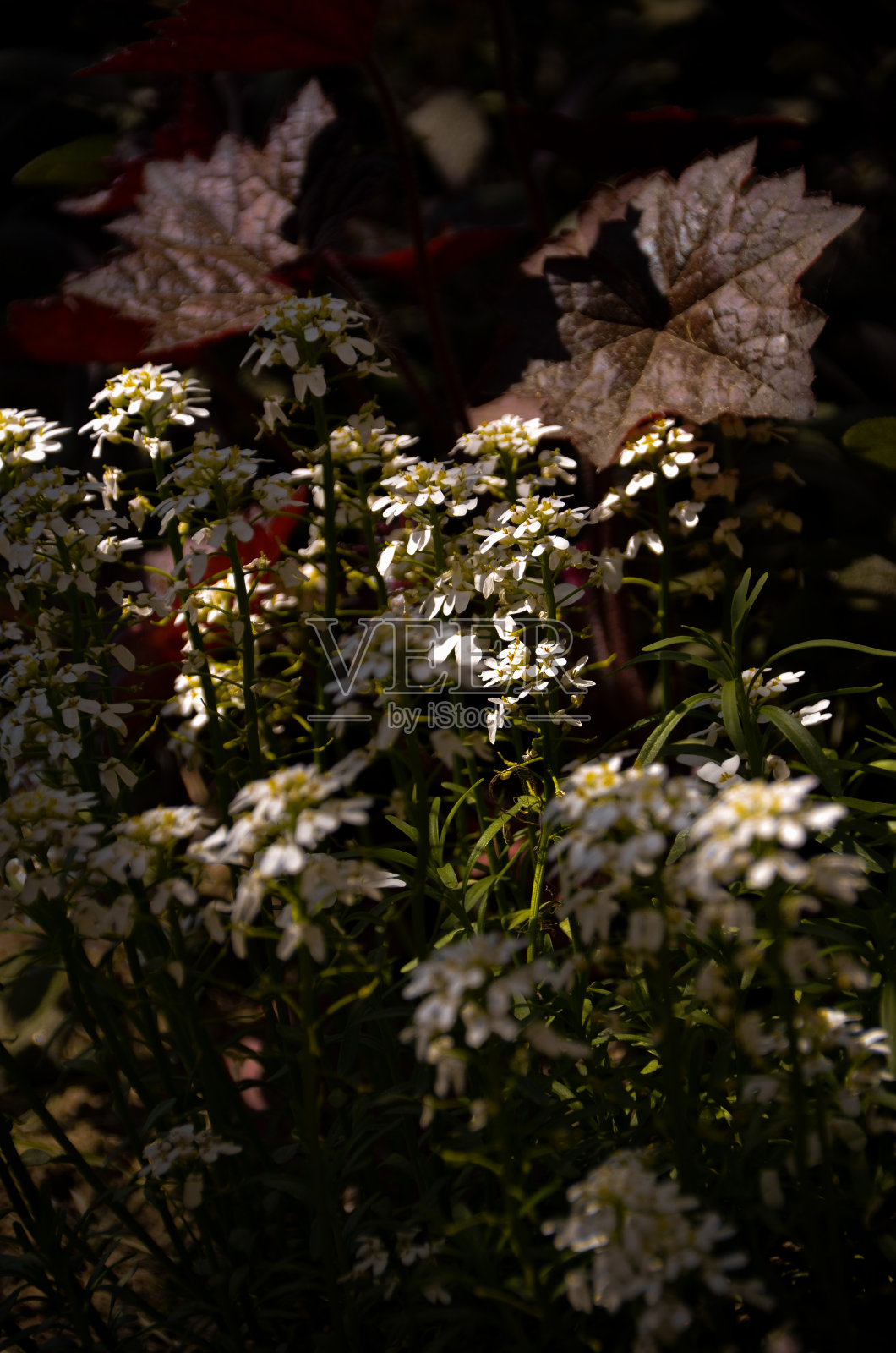 春天的花。植物种类照片摄影图片