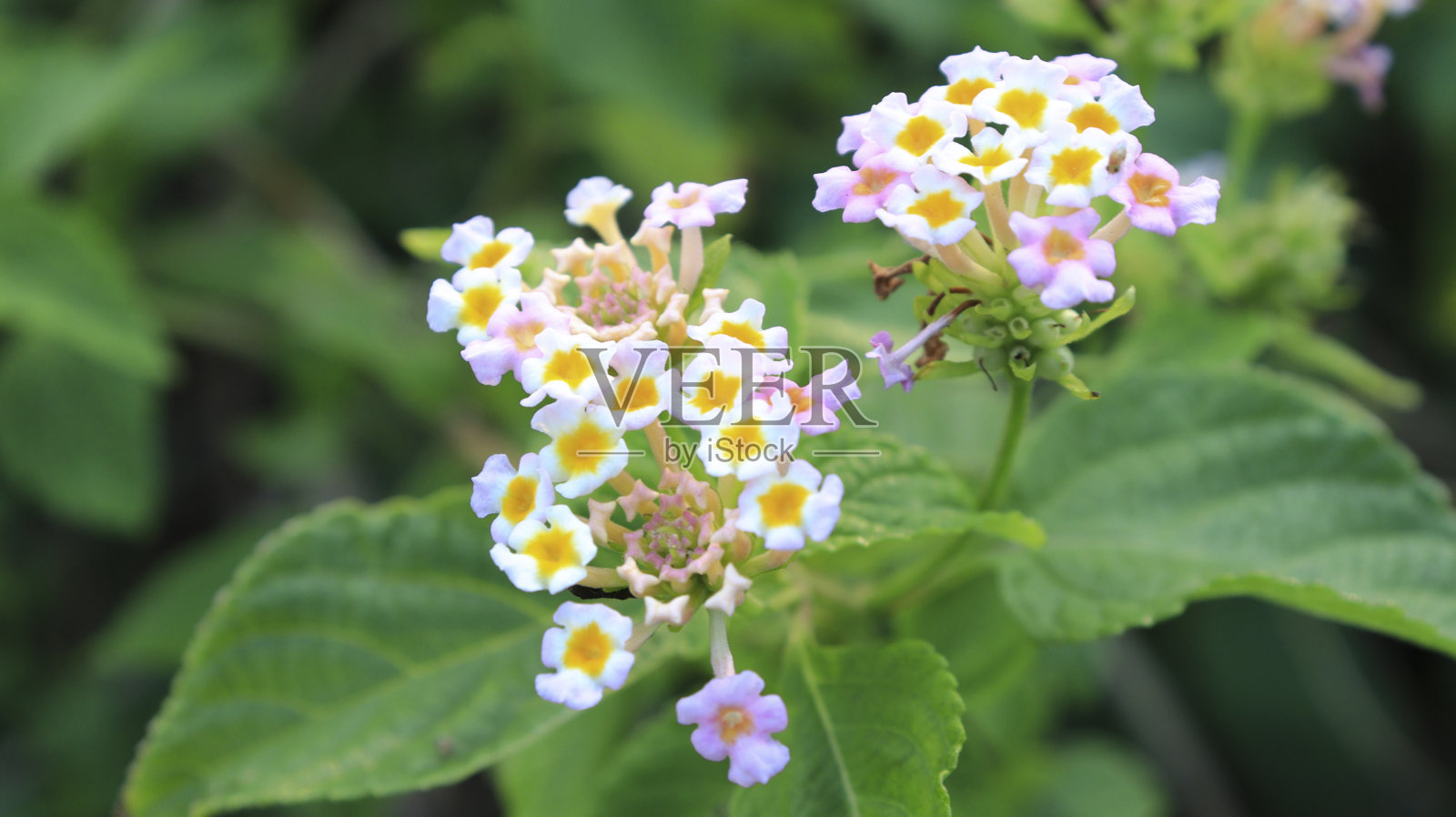 白色兰塔纳相机的特写照片摄影图片