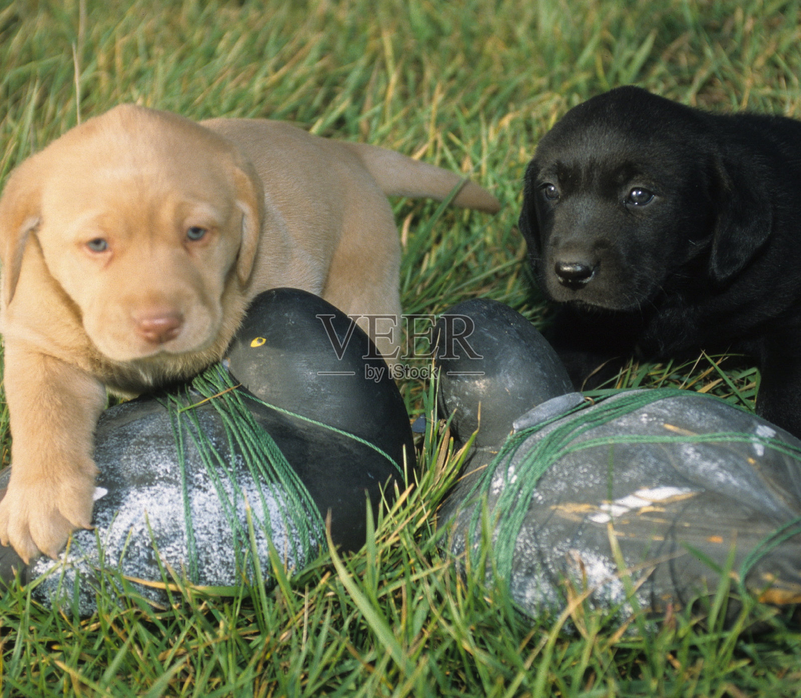 实验室照片摄影图片