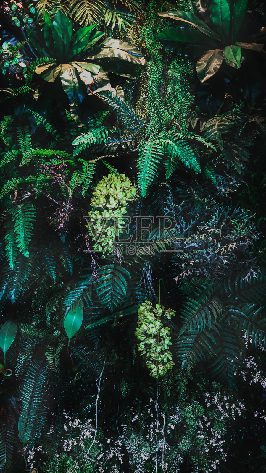 草本墙，植物墙，天然绿色壁纸和背景。自然的墙。绿色森林的自然背景照片摄影图片