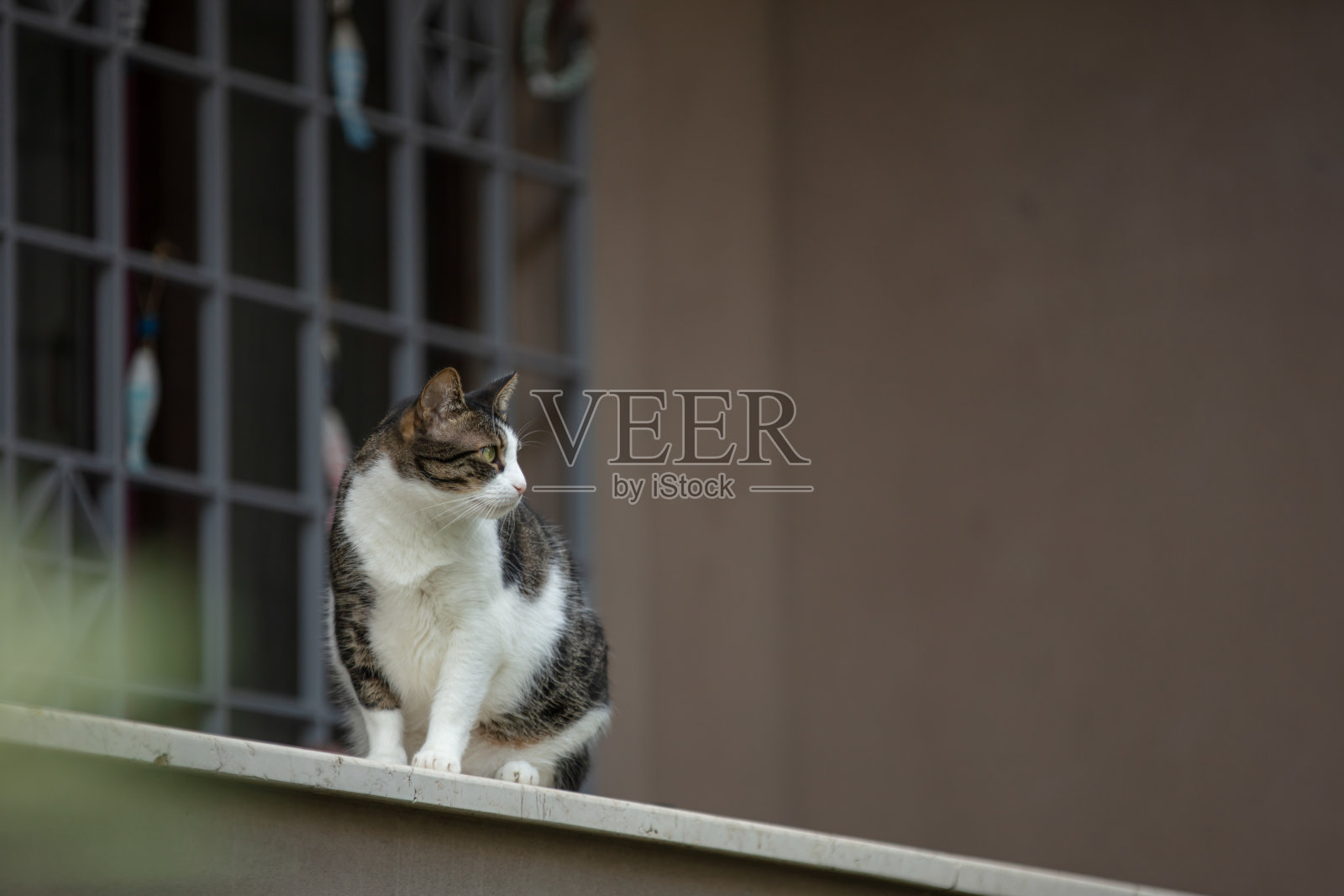 多色的流浪猫站在阳台上。照片摄影图片