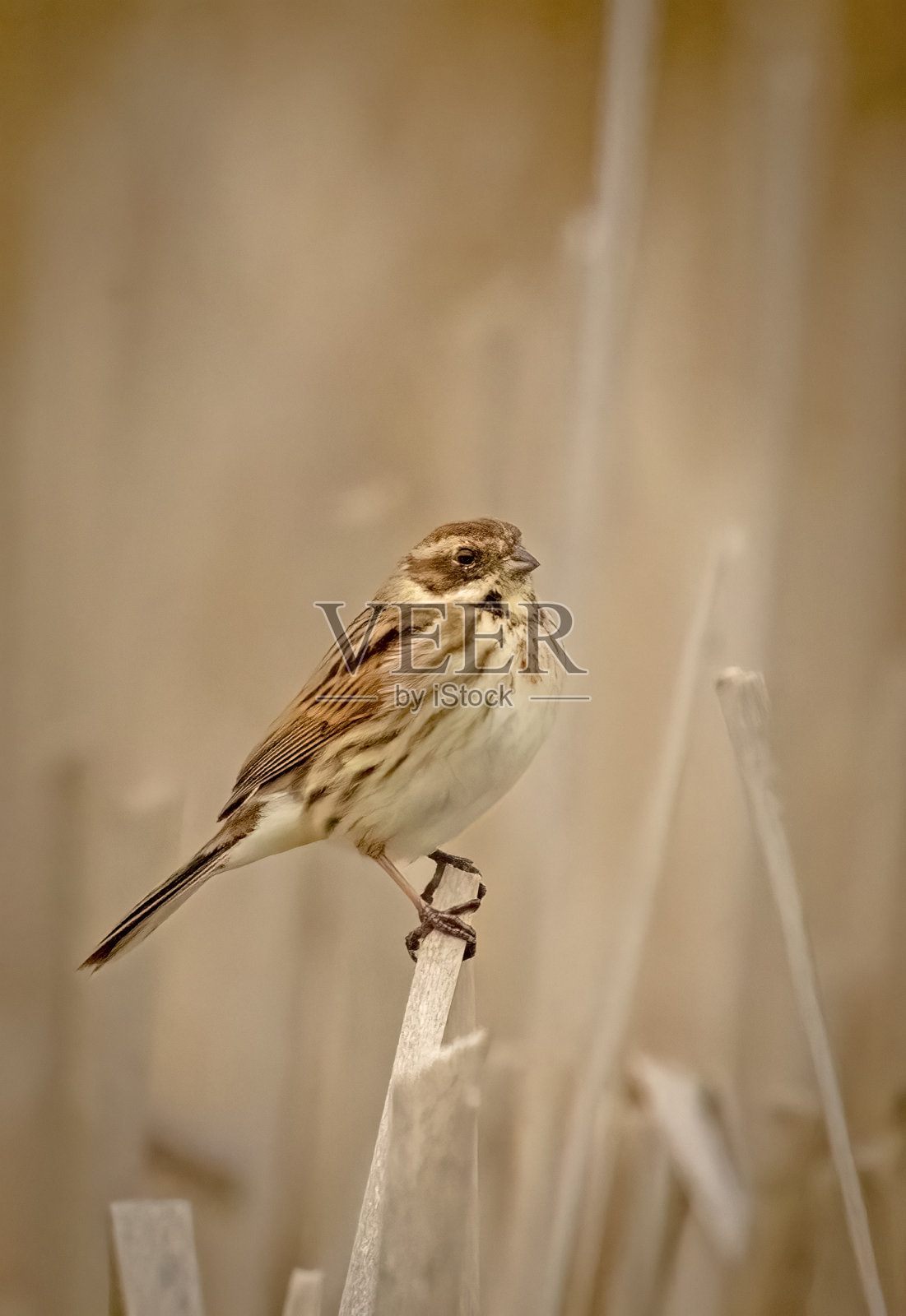 雌性芦鹀照片摄影图片