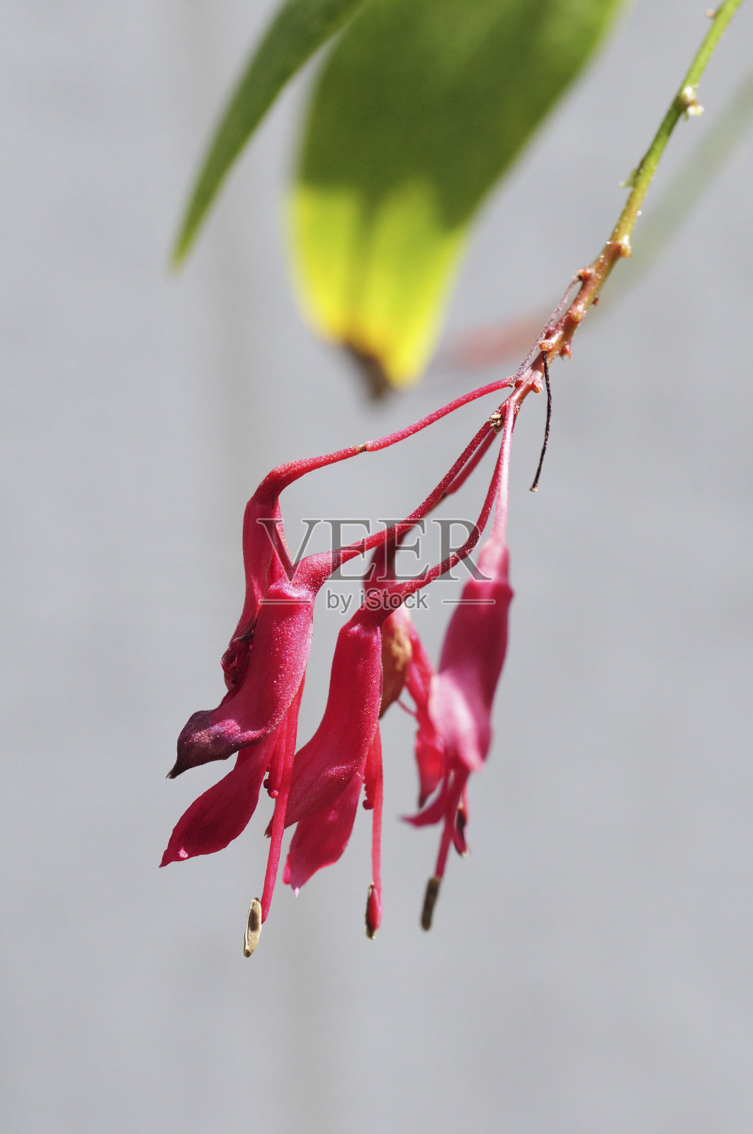 紫荆花紫竹照片摄影图片