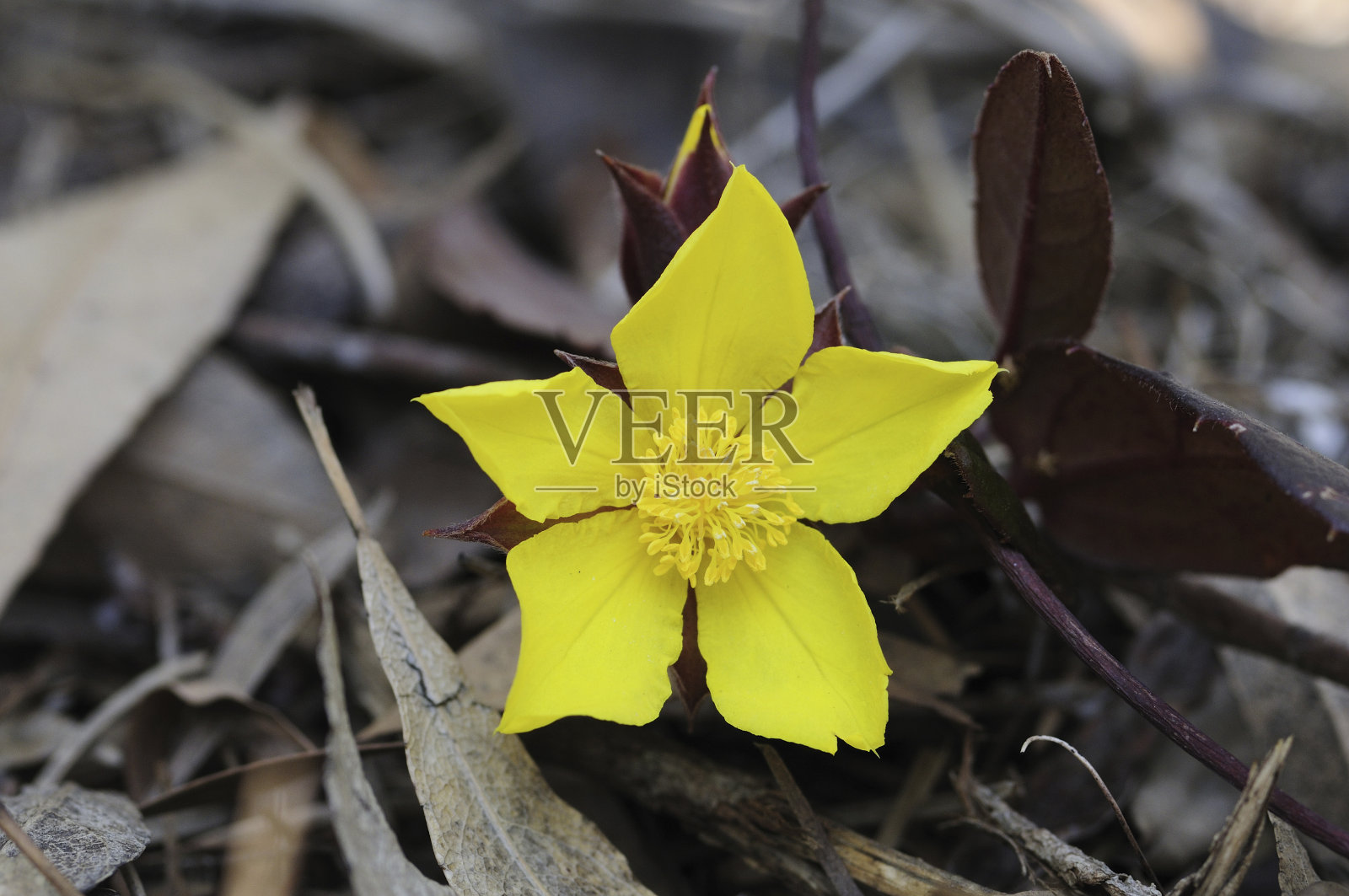 Hibbertia dentata照片摄影图片