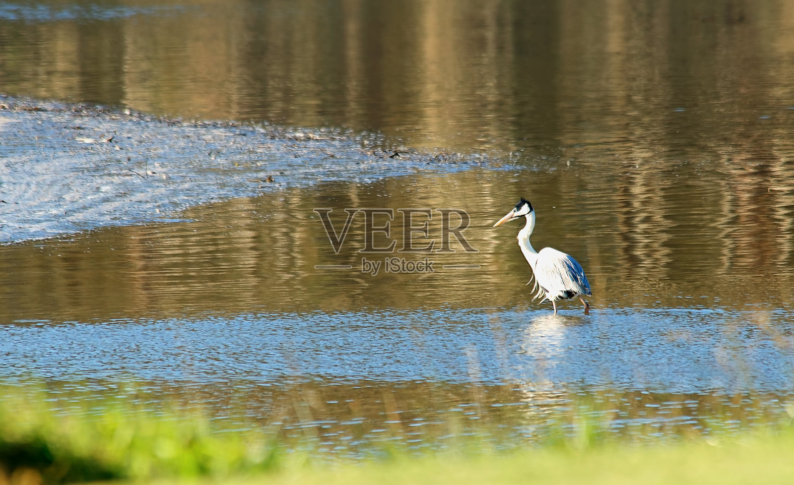 礁湖上的可可苍鹭照片摄影图片
