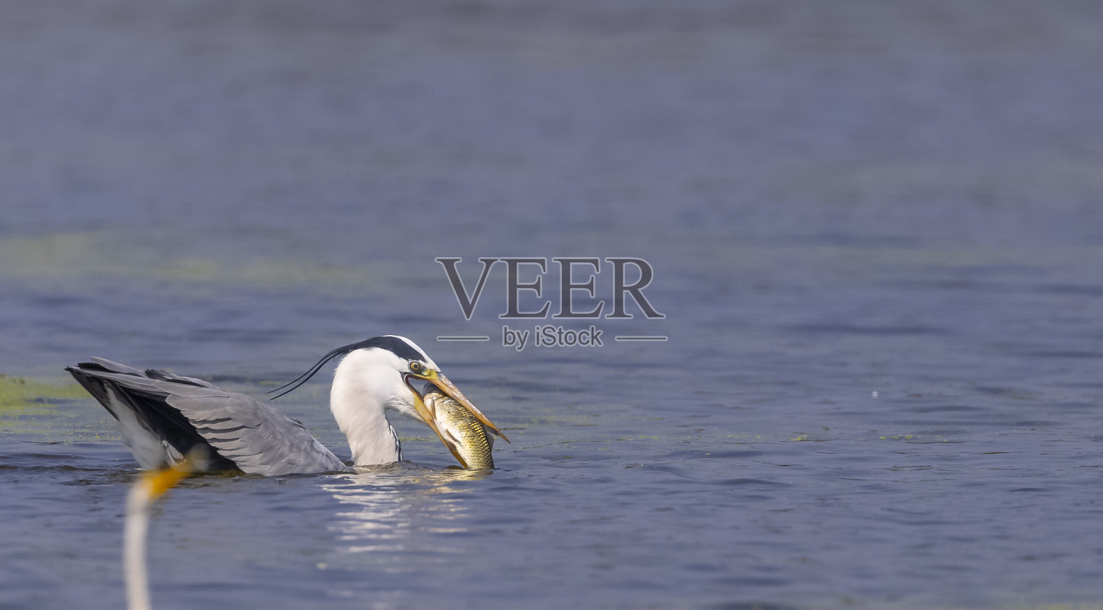 捕苍鹭照片摄影图片