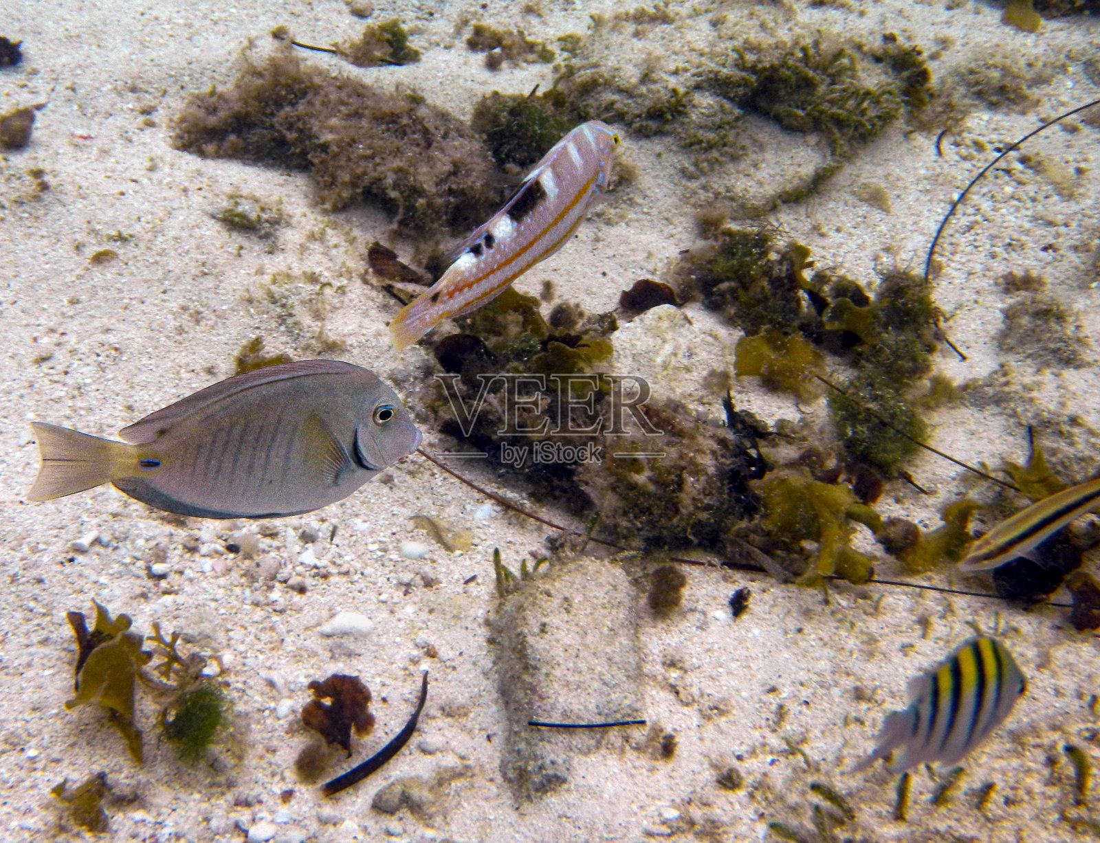 巴哈马群岛的鱼照片摄影图片