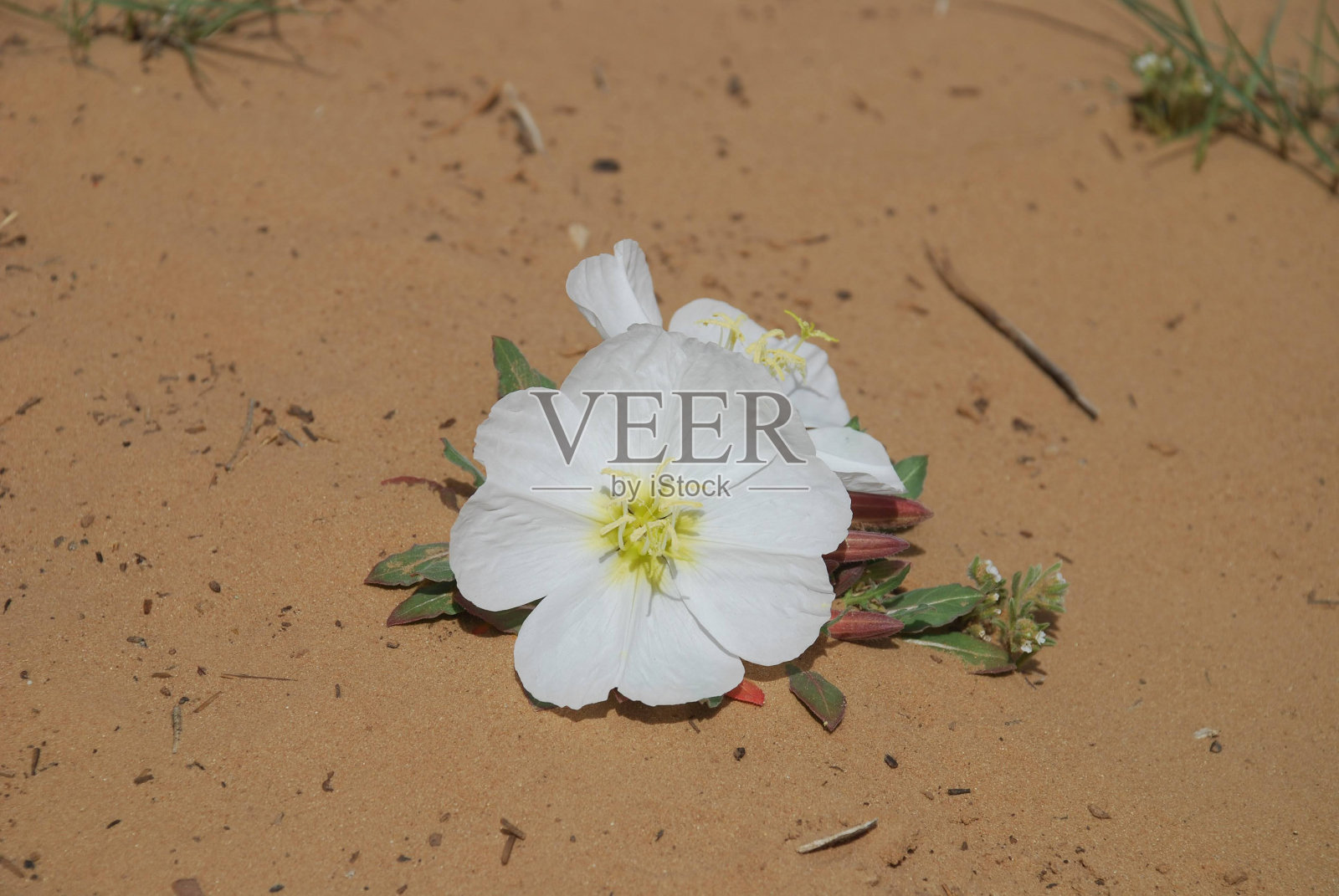 在路上，狂野的西部照片摄影图片