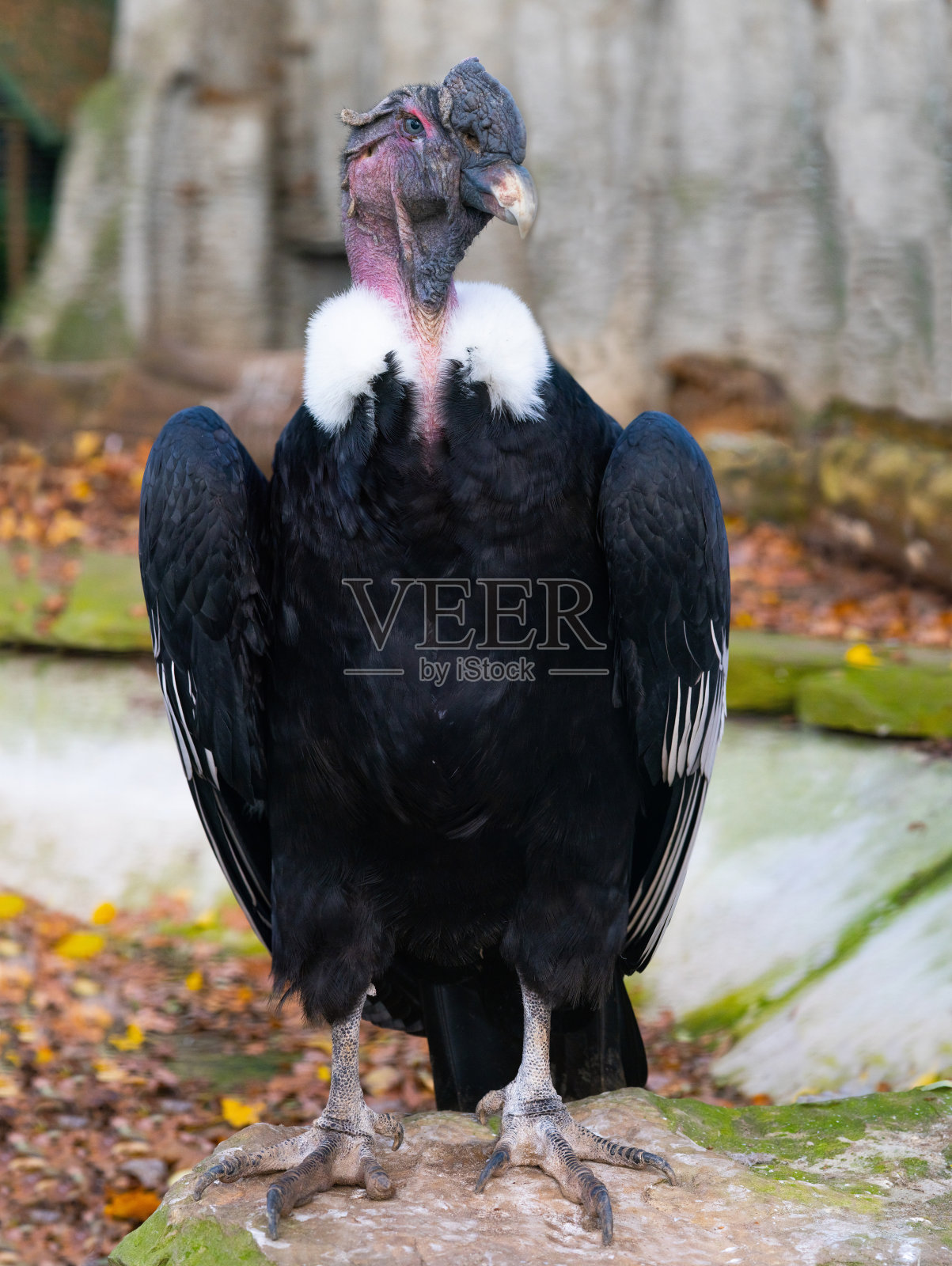 野外美丽的安达兰秃鹰照片摄影图片