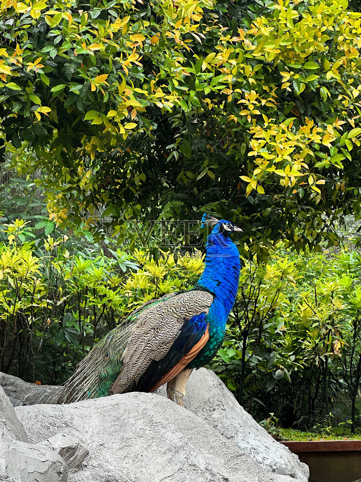 孔雀照片摄影图片