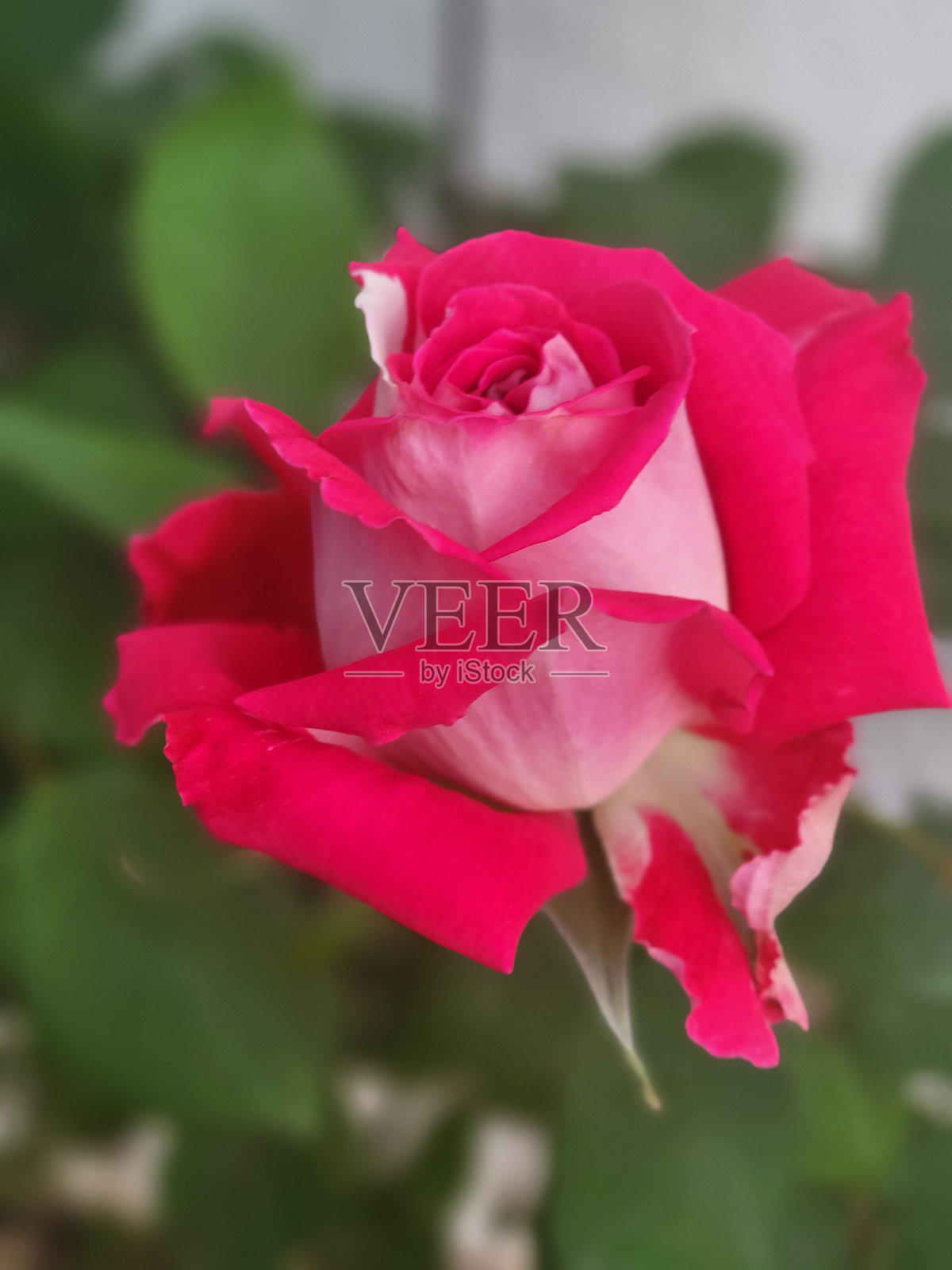 红玫瑰照片摄影图片