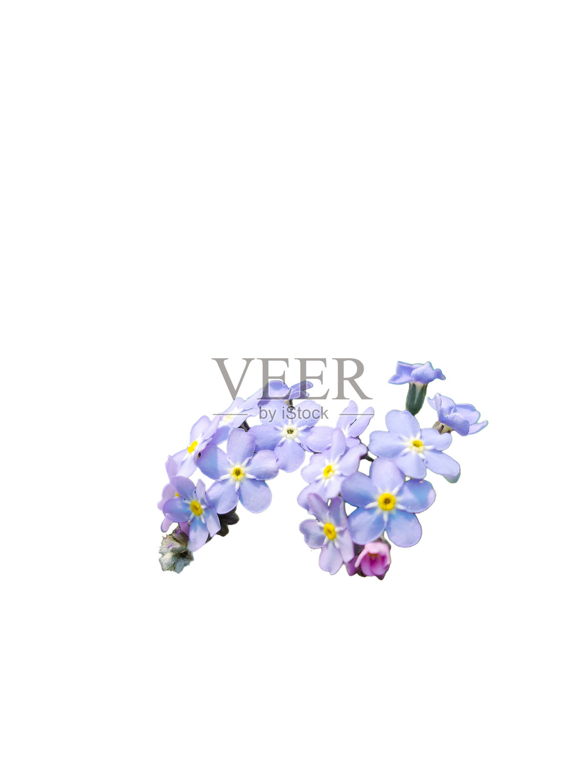 一束淡紫色的勿忘我花……在透明背景上隔离。照片摄影图片