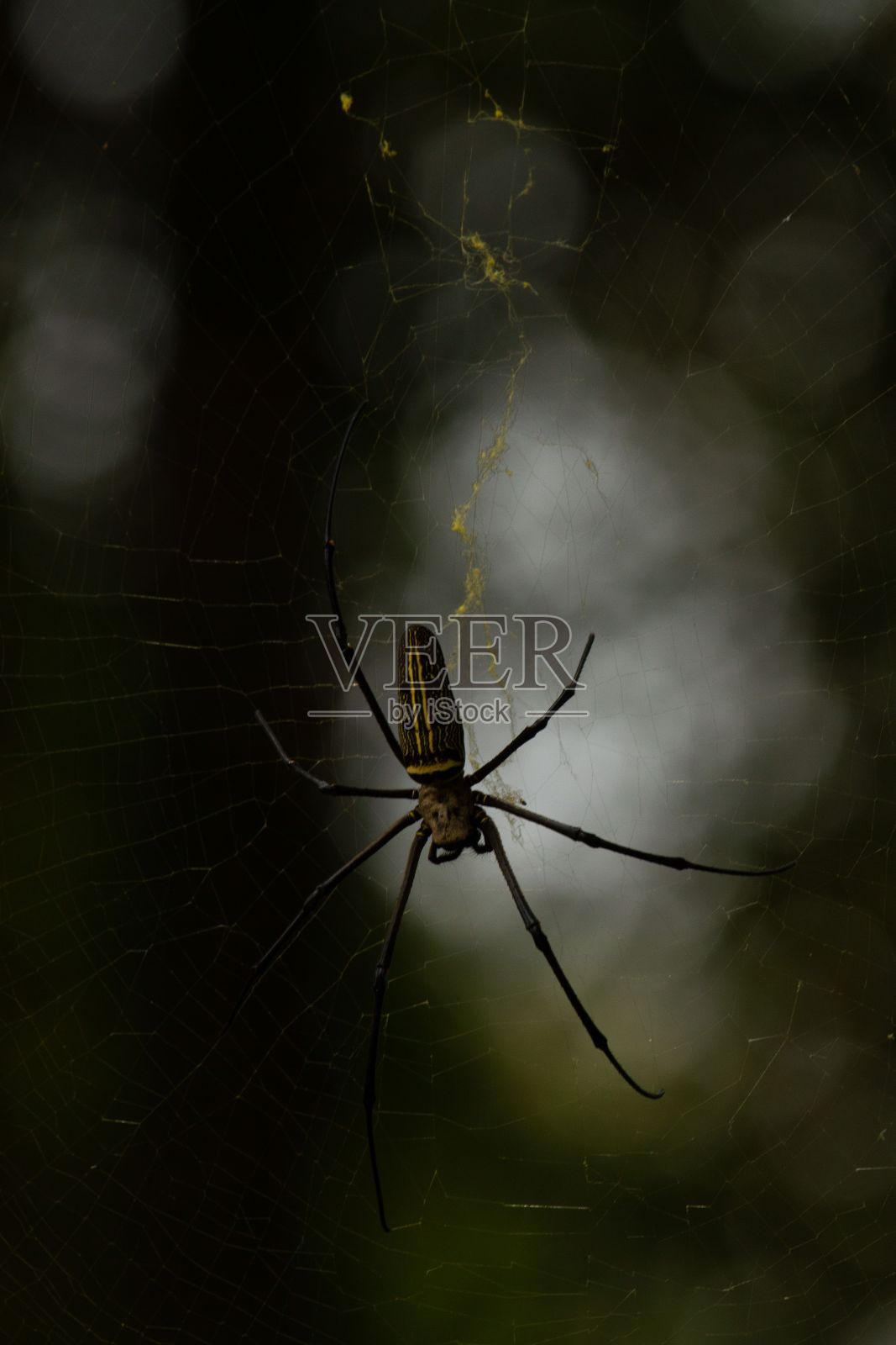 错综复杂的蜘蛛网，一只蜘蛛栖息在昏暗的环境中照片摄影图片