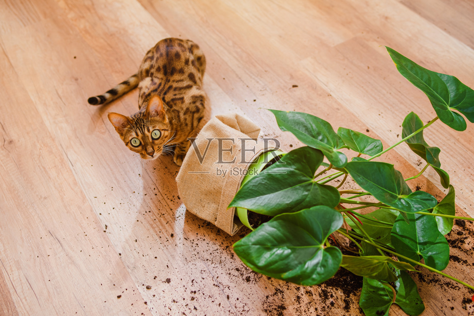 好奇的孟加拉猫和一个带装饰植物的破罐子。国内的孟加拉猫品种下降和打破花盆看起来有罪。猫把花弄坏了。宠物伤害的概念。前视图。照片摄影图片