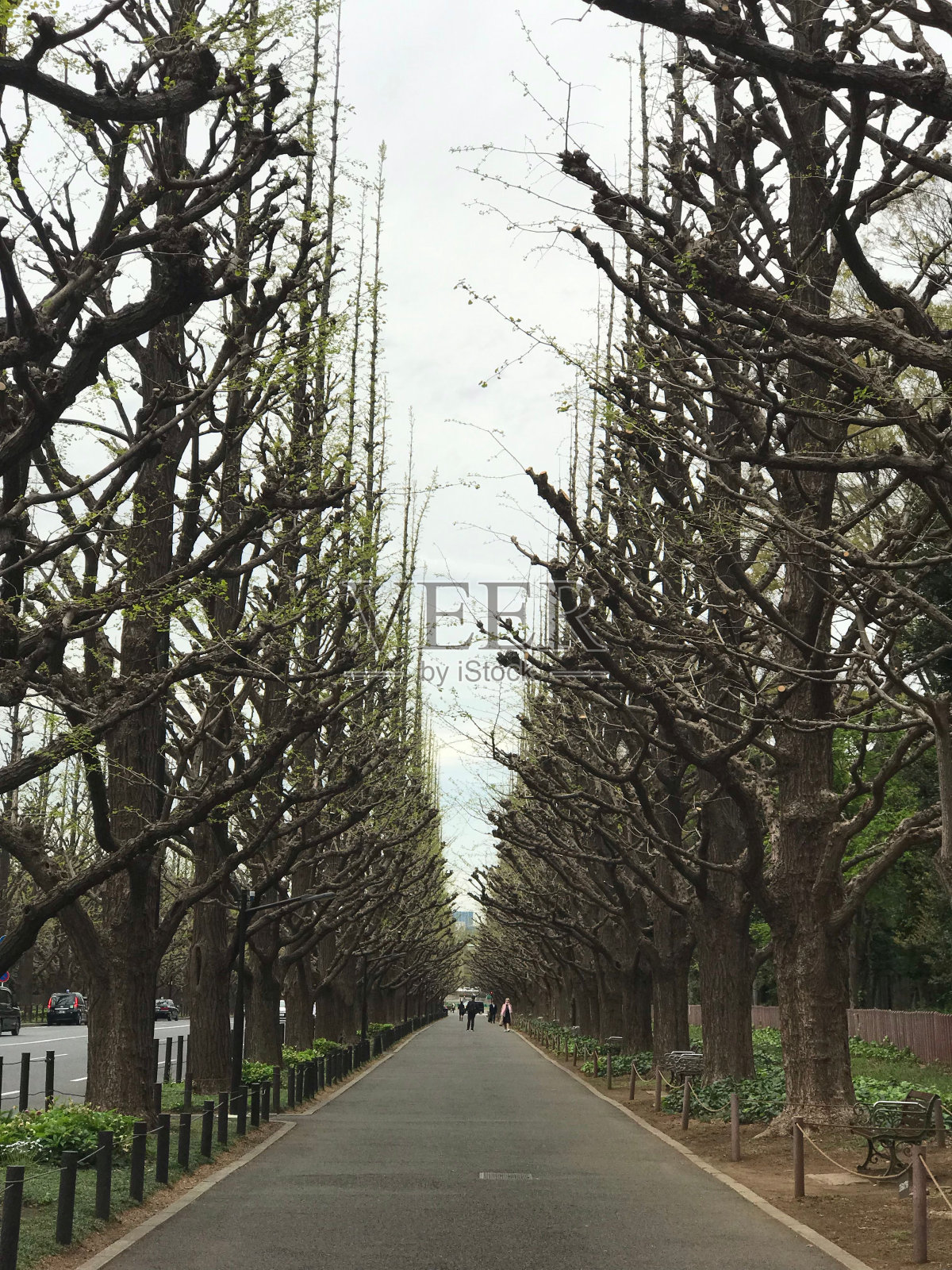 在日本东京，一群人走在一条宁静的绿树成荫的小路上。照片摄影图片