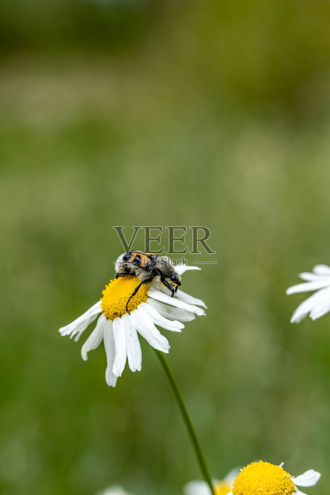 这朵小白花的茎上坐着一只蜜蜂照片摄影图片