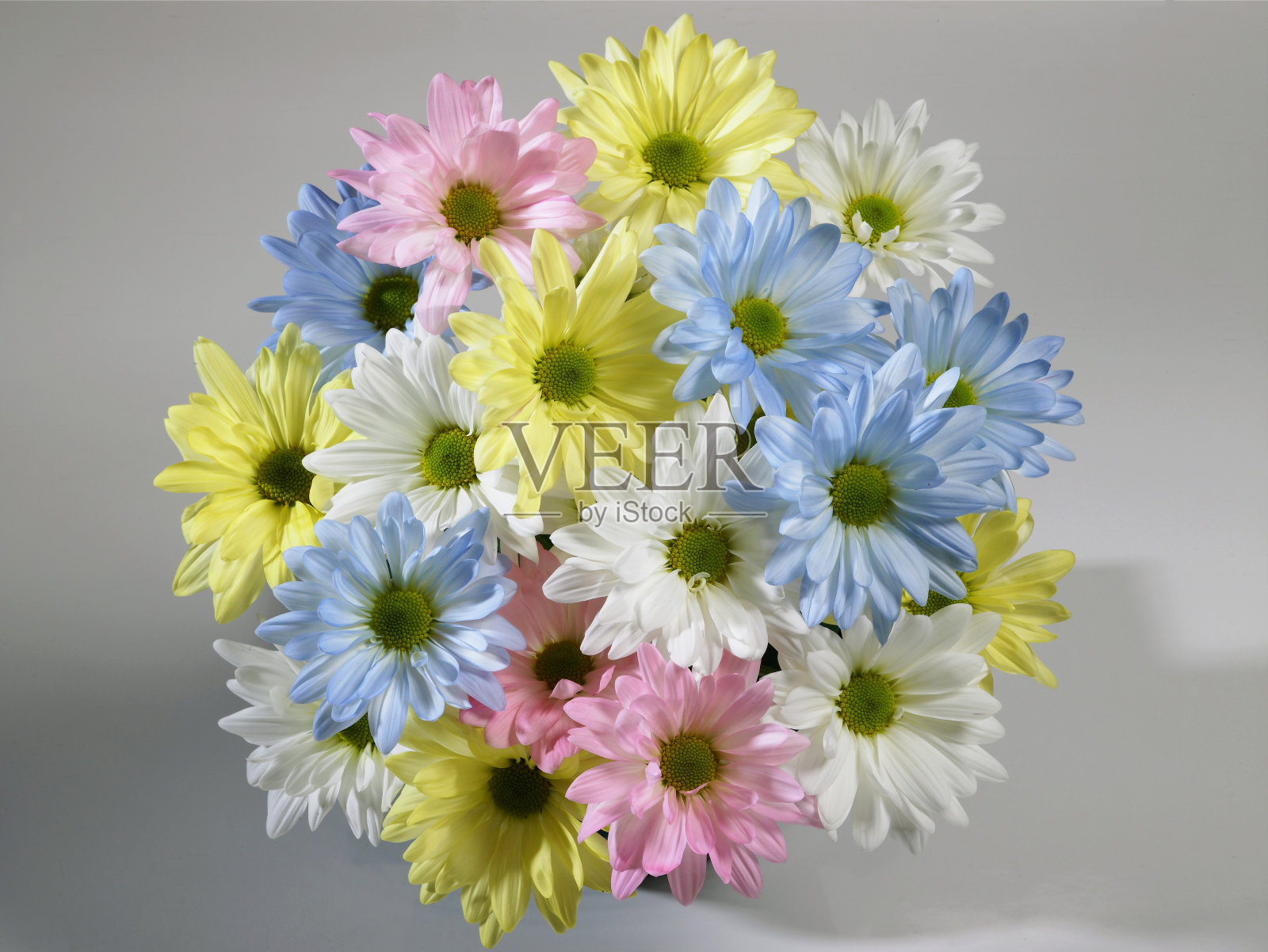 浅灰色背景下的一束五颜六色的雏菊。照片摄影图片