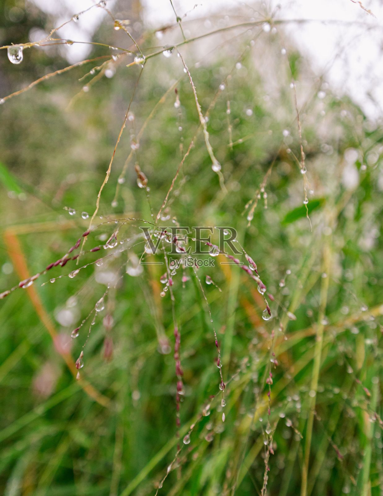 小草上有水滴，坐在外面的地上照片摄影图片
