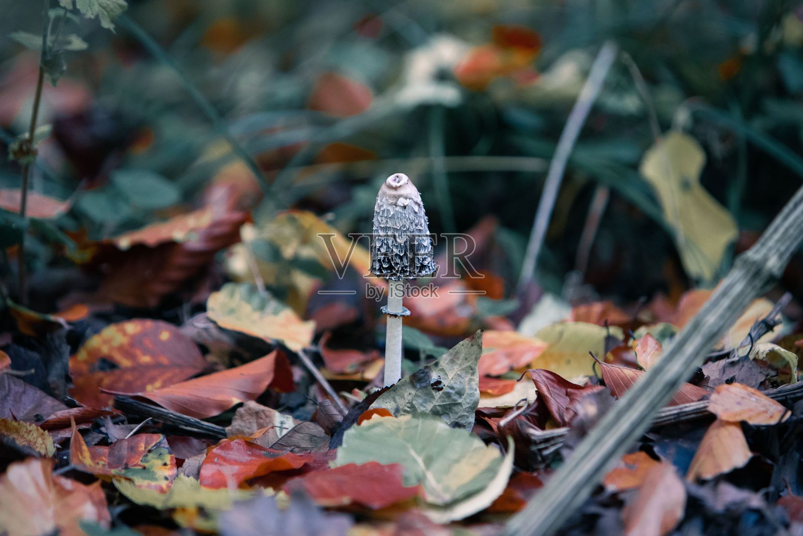 公园里，绿叶丛中生长着一颗蘑菇照片摄影图片