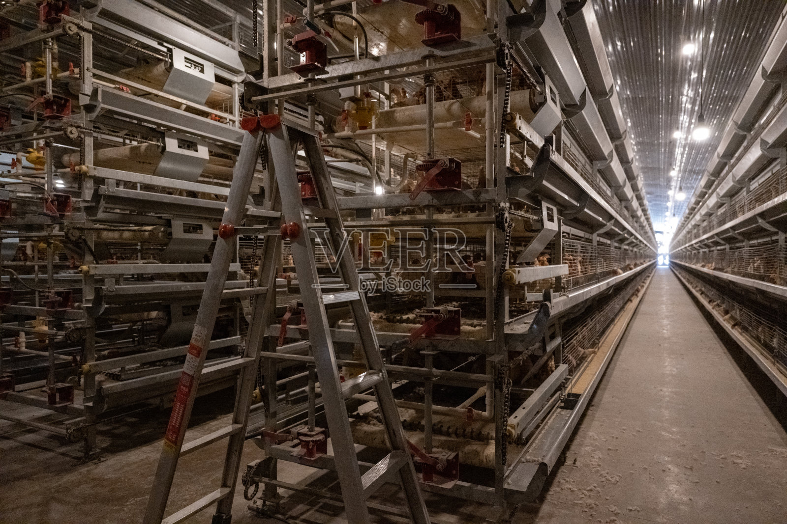 自动化养鸡温室照片摄影图片