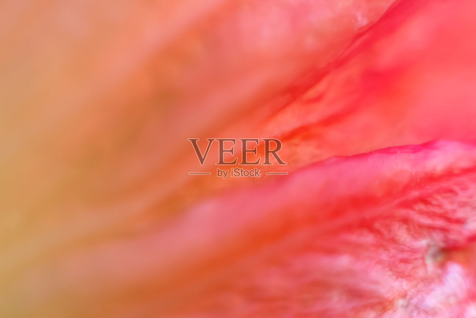 模糊的红色抽象背景。宏观的花。复制空间设计。梯度。焦距不清照片摄影图片