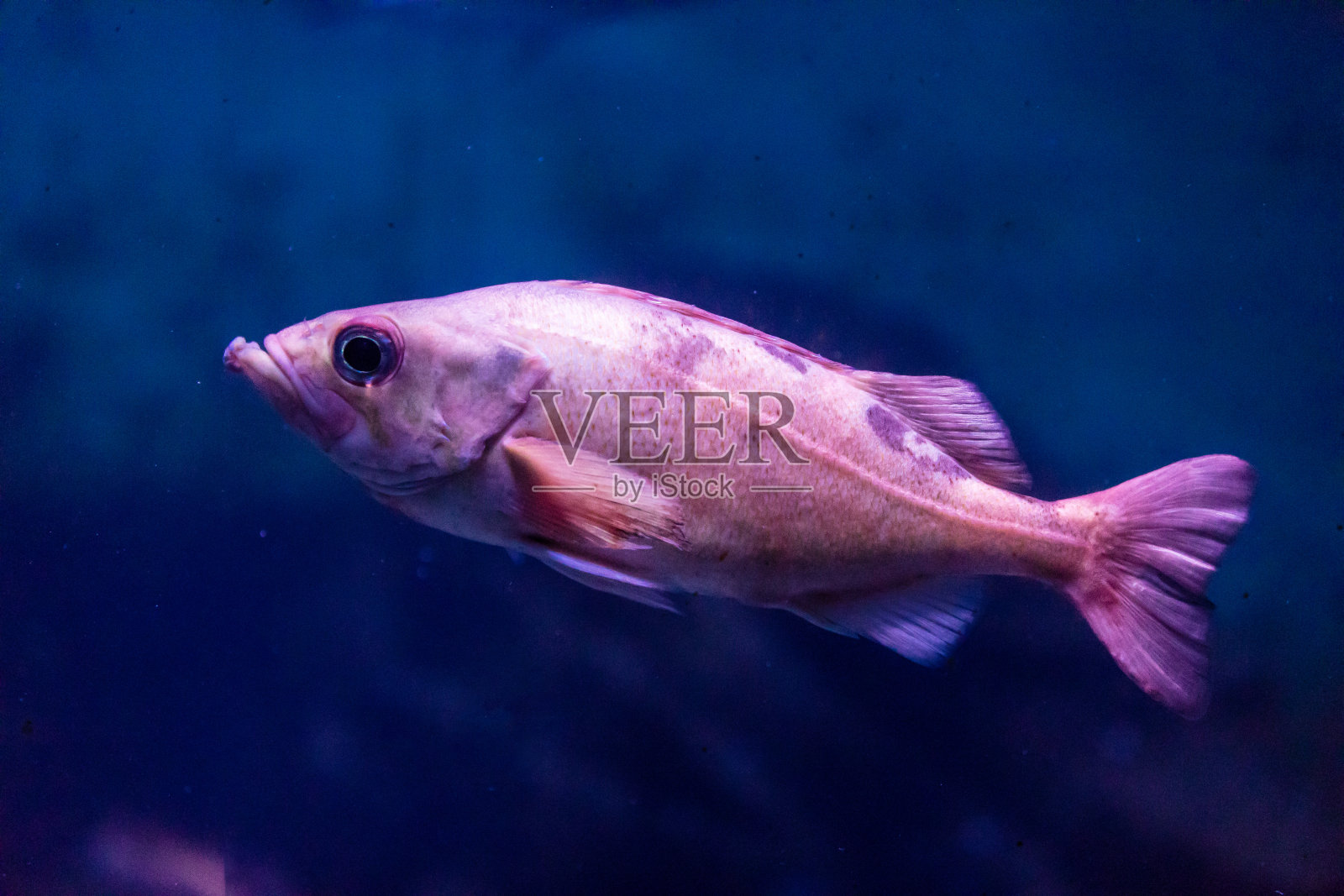 彩色慈鲷鱼游鱼缸水下照片摄影图片