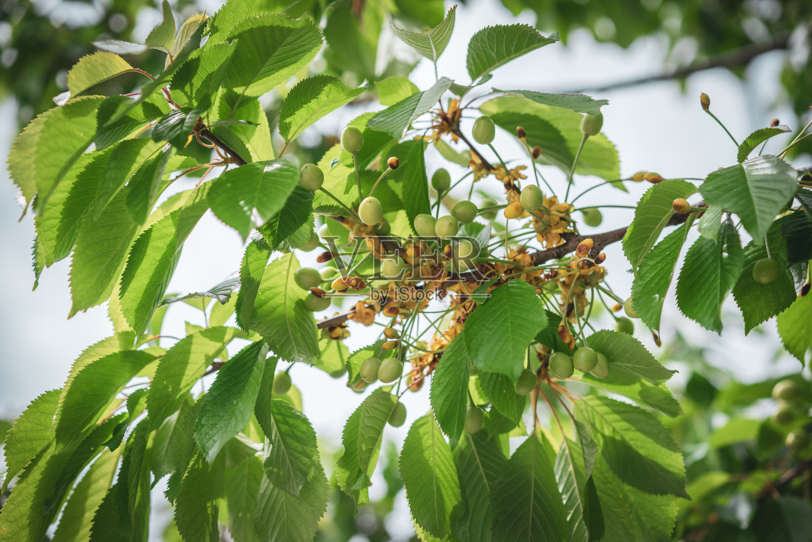 绿色的酸樱桃长在树枝上照片摄影图片