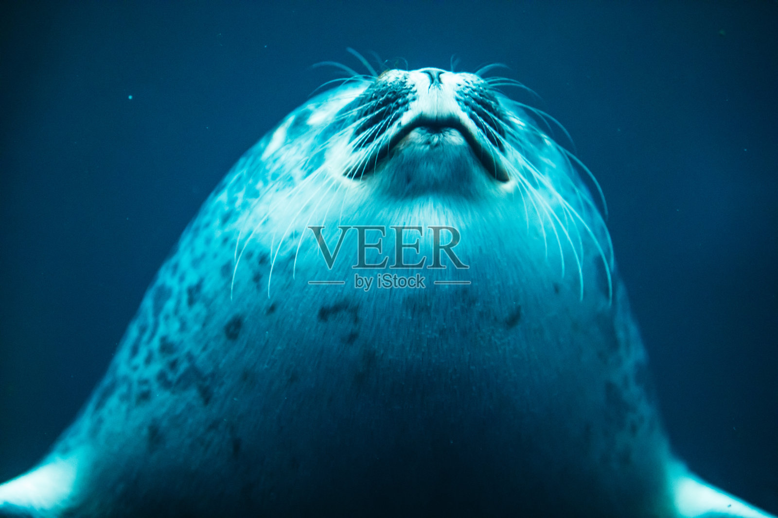 可爱的海豹在动物园水族馆游泳照片摄影图片