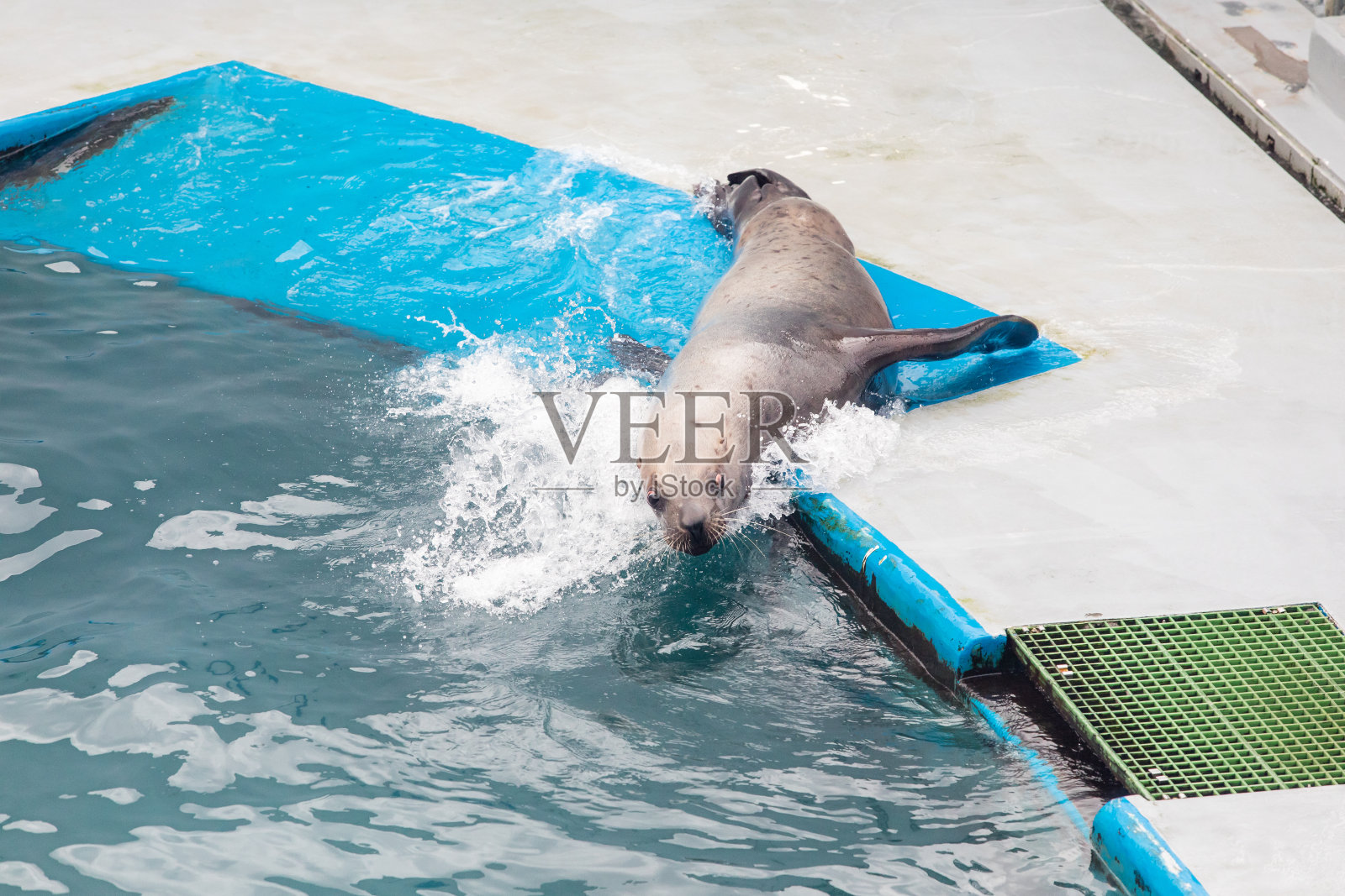 海狮照片摄影图片
