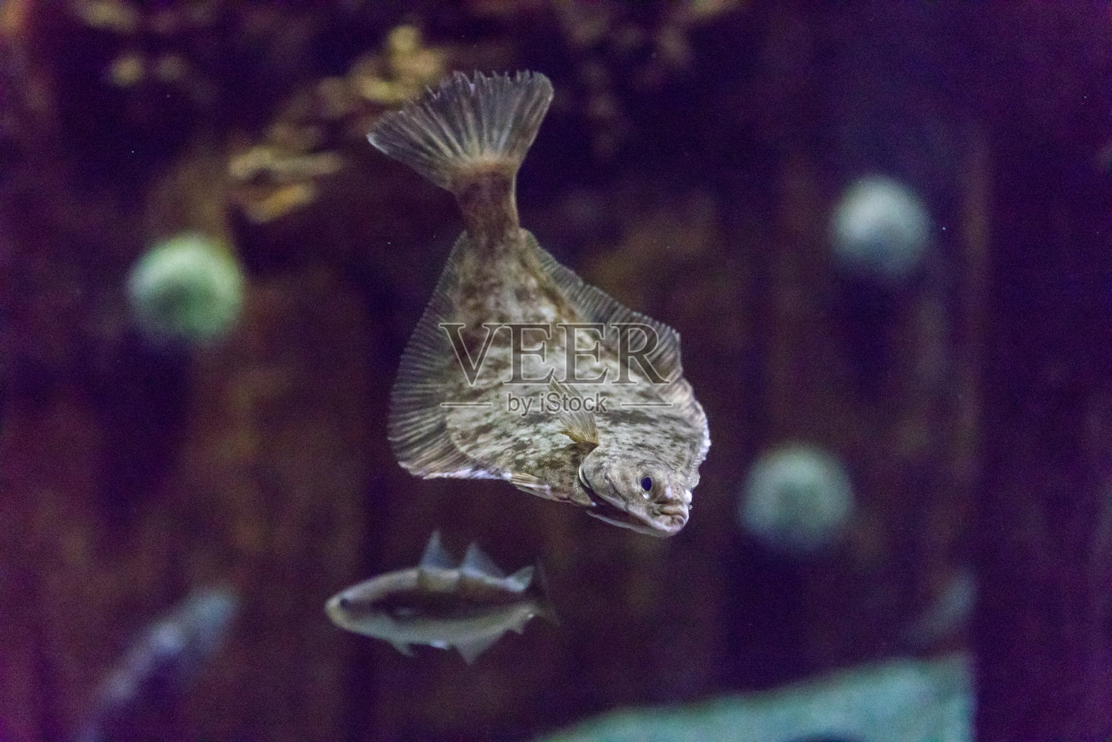 太平洋大比目鱼照片摄影图片