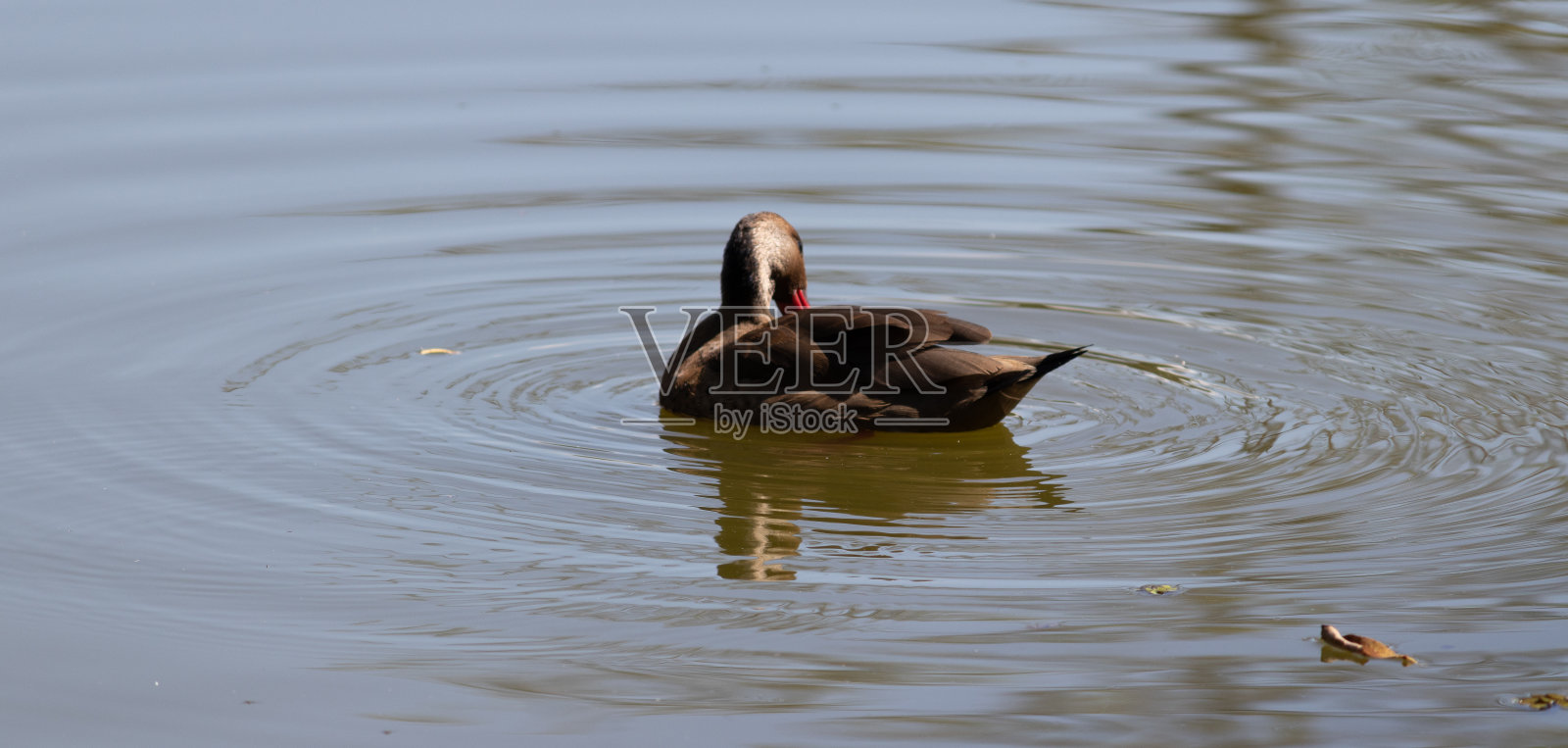 湖中一只巴西水鸭的照片。照片摄影图片