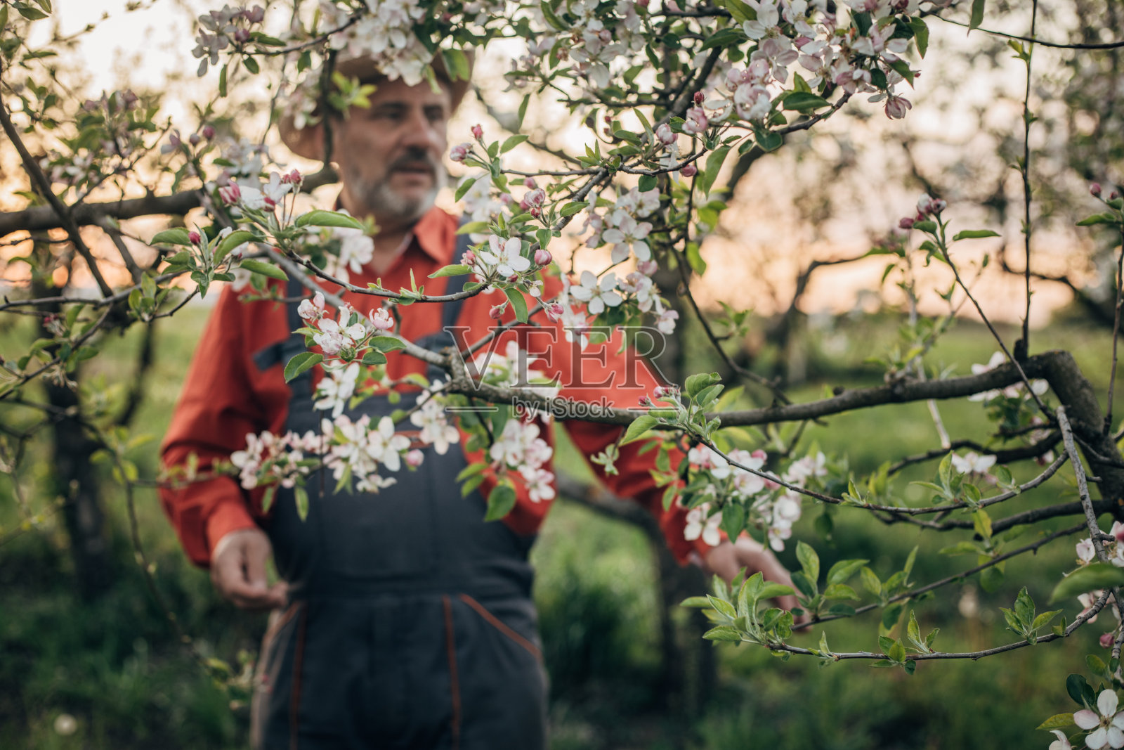 一位农民在果园里努力控制花期照片摄影图片