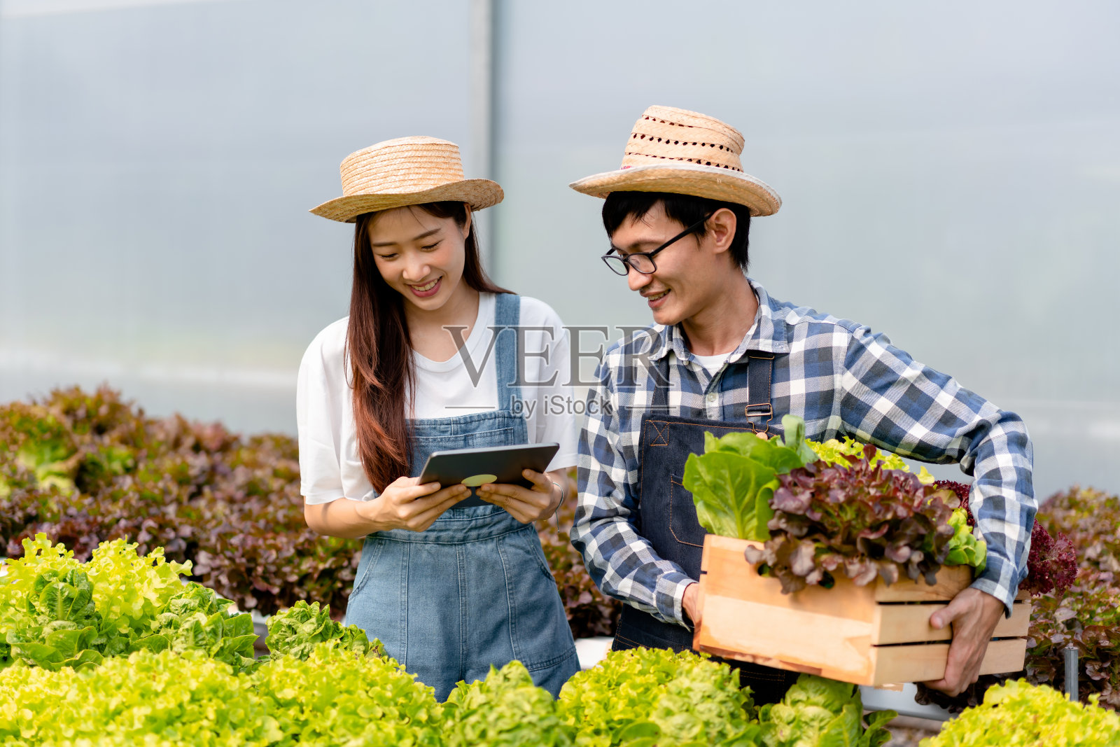 两对农场主夫妇拿着药片在篮子里检查有机水培蔬菜，准备收割出口销售照片摄影图片