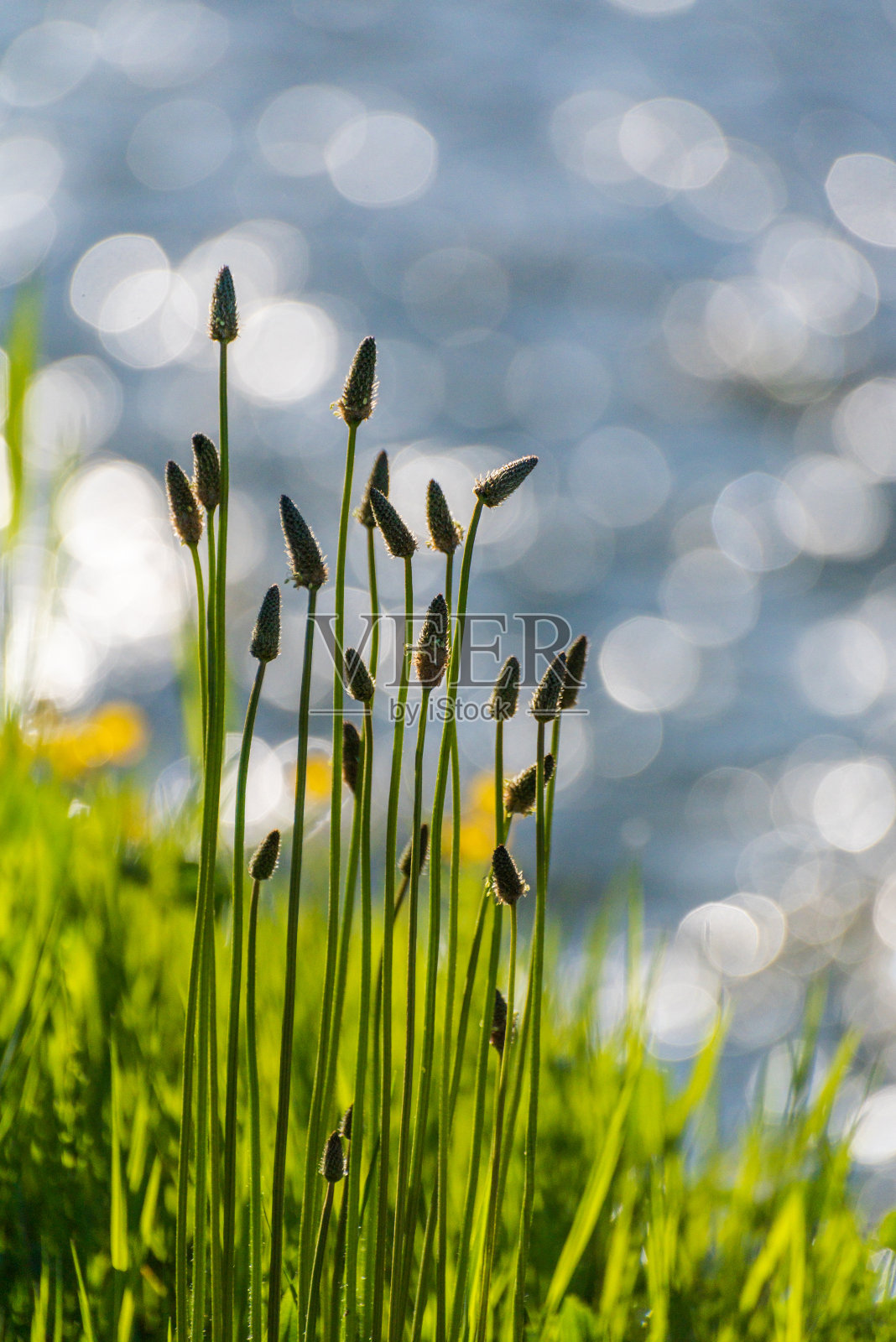 山河岸边的车前草照片摄影图片
