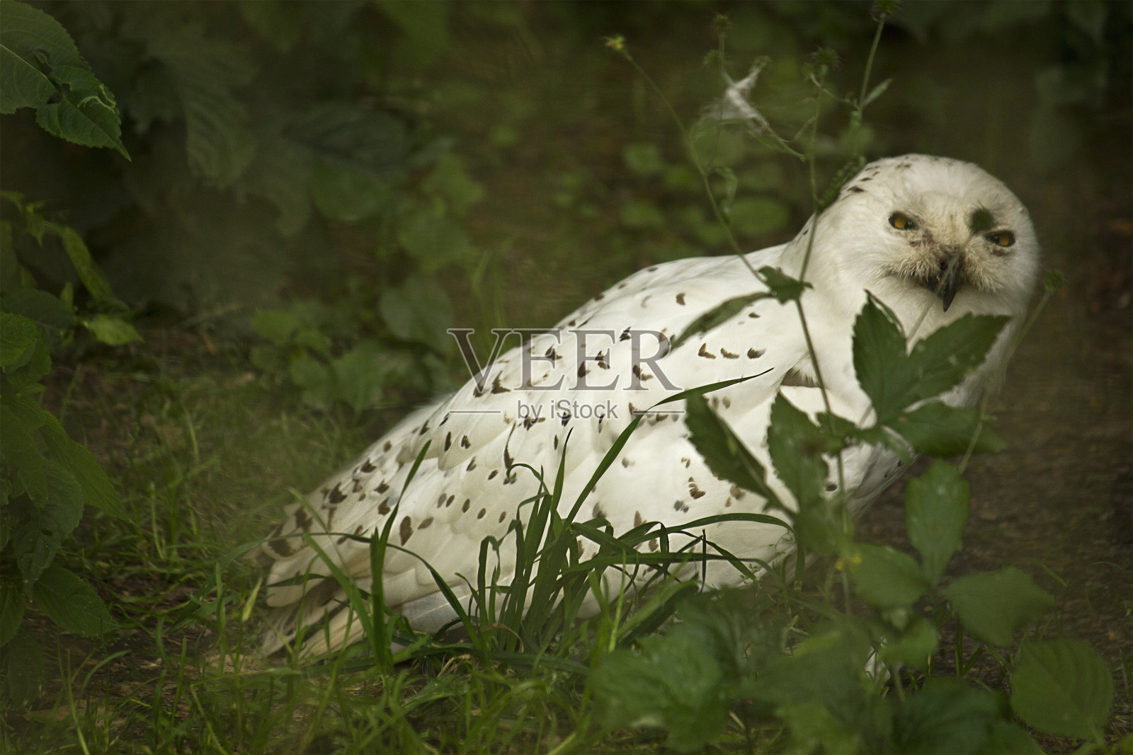 极地猫头鹰特写照片摄影图片
