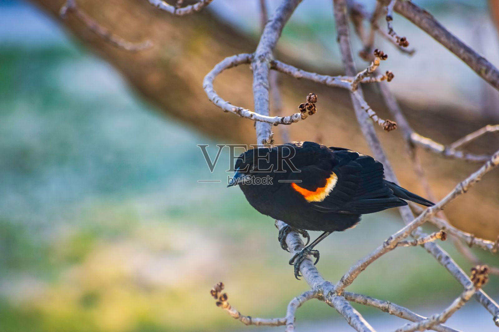 色彩鲜艳的鸟，橙色的翅膀栖息在树枝上照片摄影图片