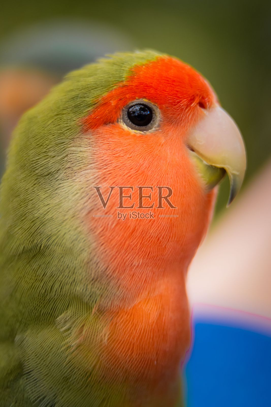 生机勃勃的红脸爱鸟(Agapornis roseicollis)在绿色背景下照片摄影图片