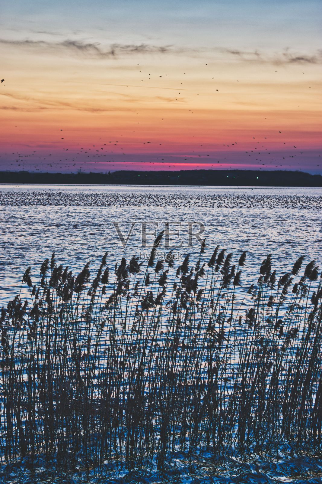 美丽的夕阳照亮了静静的江边高高的芦苇，营造出一种宁静祥和的景象照片摄影图片