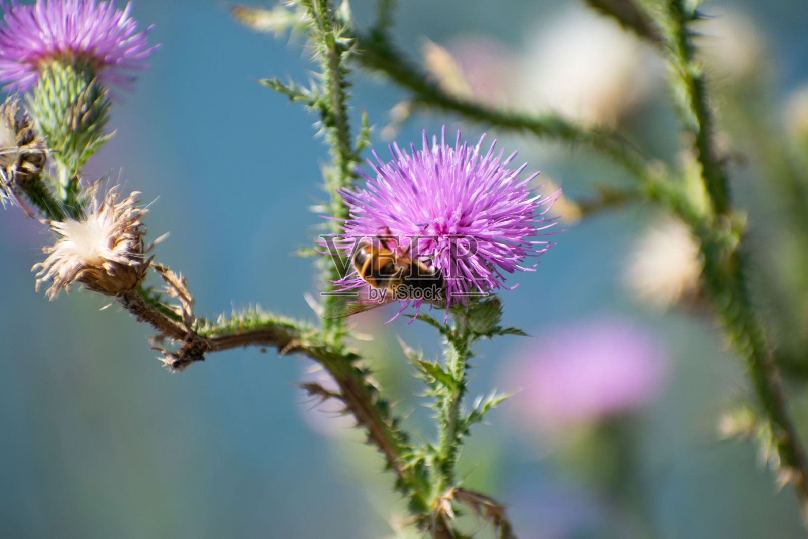 在宁静的户外环境中，一只活力四射的蜜蜂站在一朵紫色的花上照片摄影图片
