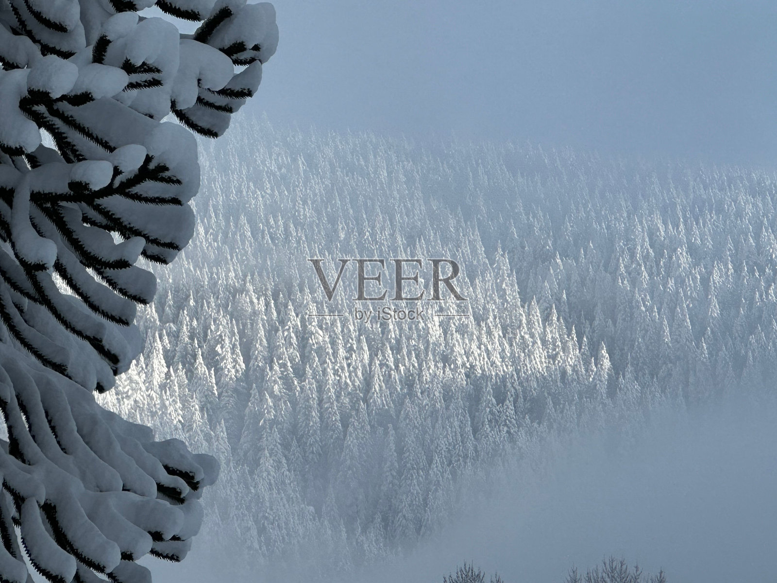 鸟瞰加拿大北温哥华松鸡山美丽的白雪皑皑的森林照片摄影图片